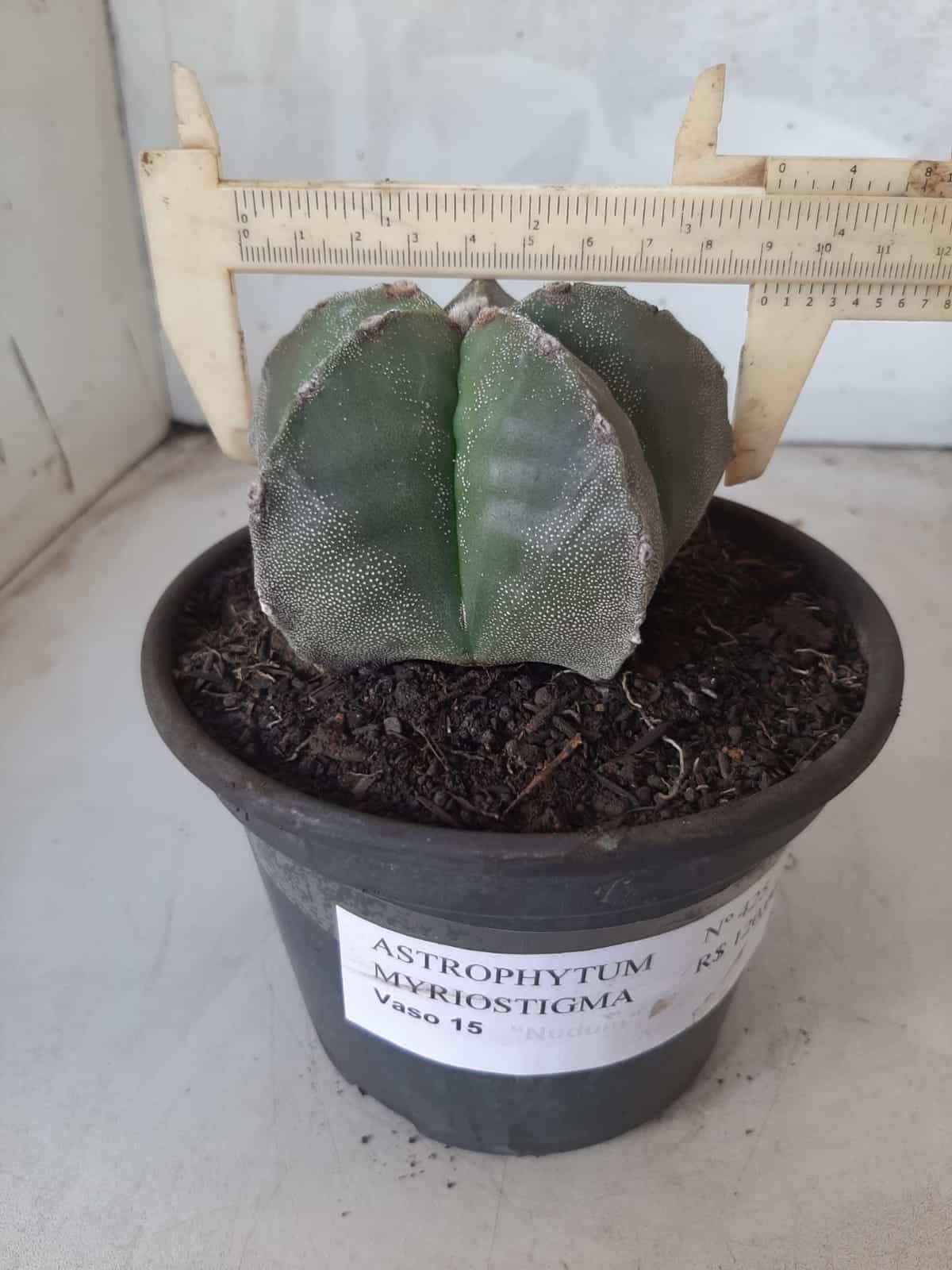 ASTROPHYTUM MYRIOSTIGMA  Nº 425 – vaso 15