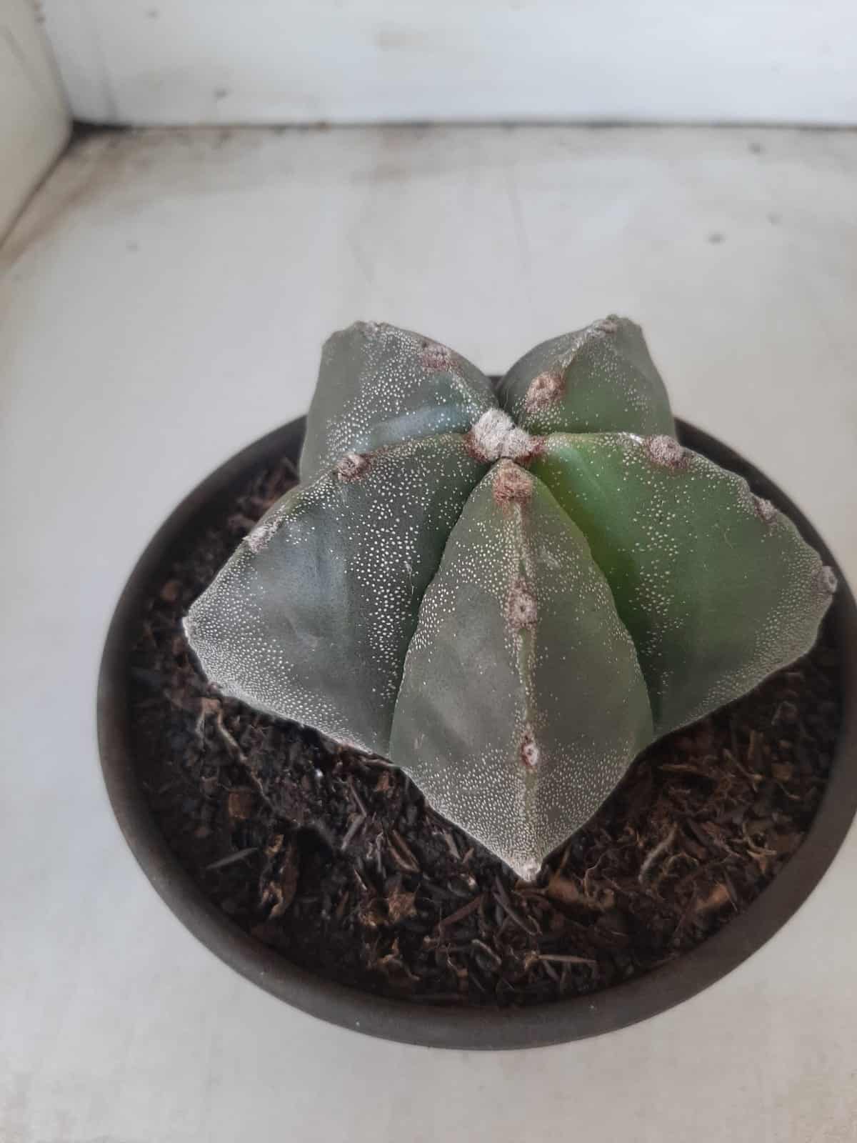 ASTROPHYTUM MYRIOSTIGMA  Nº 425 – vaso 15