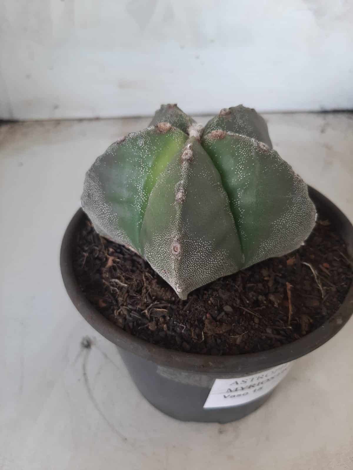 ASTROPHYTUM MYRIOSTIGMA  Nº 425 – vaso 15