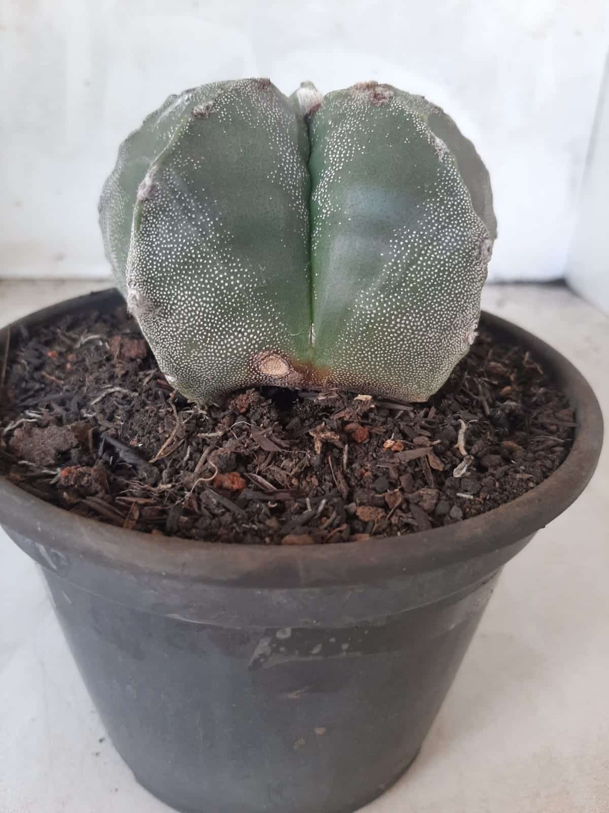 ASTROPHYTUM MYRIOSTIGMA  Nº 425 – vaso 15