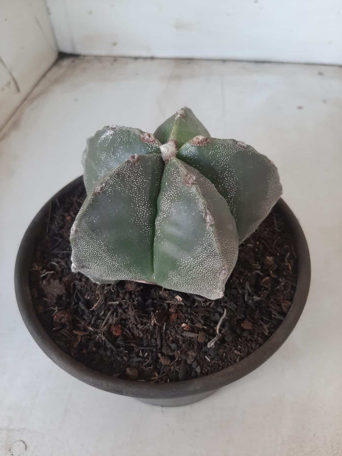 ASTROPHYTUM MYRIOSTIGMA  Nº 425 – vaso 15