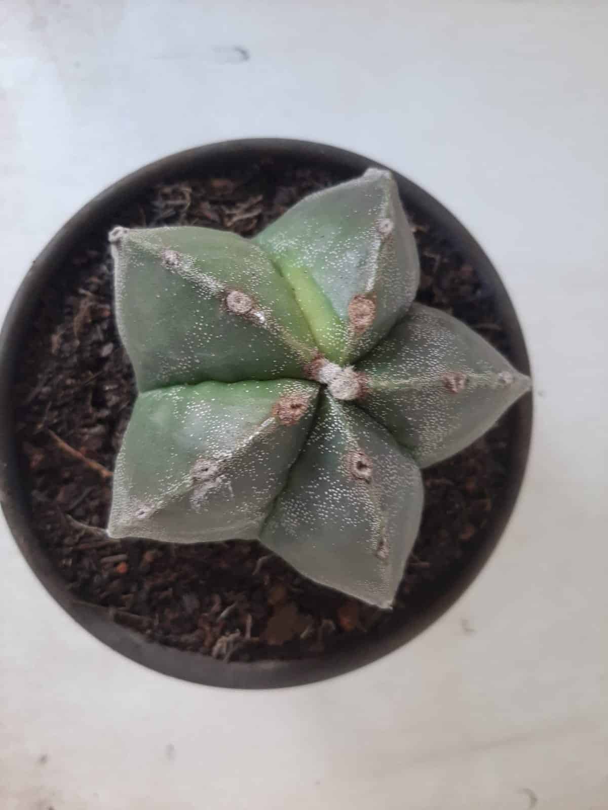 ASTROPHYTUM MYRIOSTIGMA  Nº 425 – vaso 15