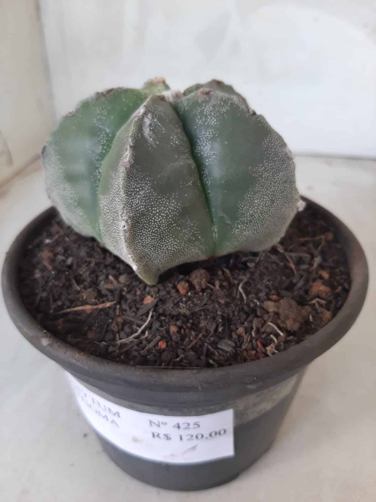 ASTROPHYTUM MYRIOSTIGMA  Nº 425 – vaso 15