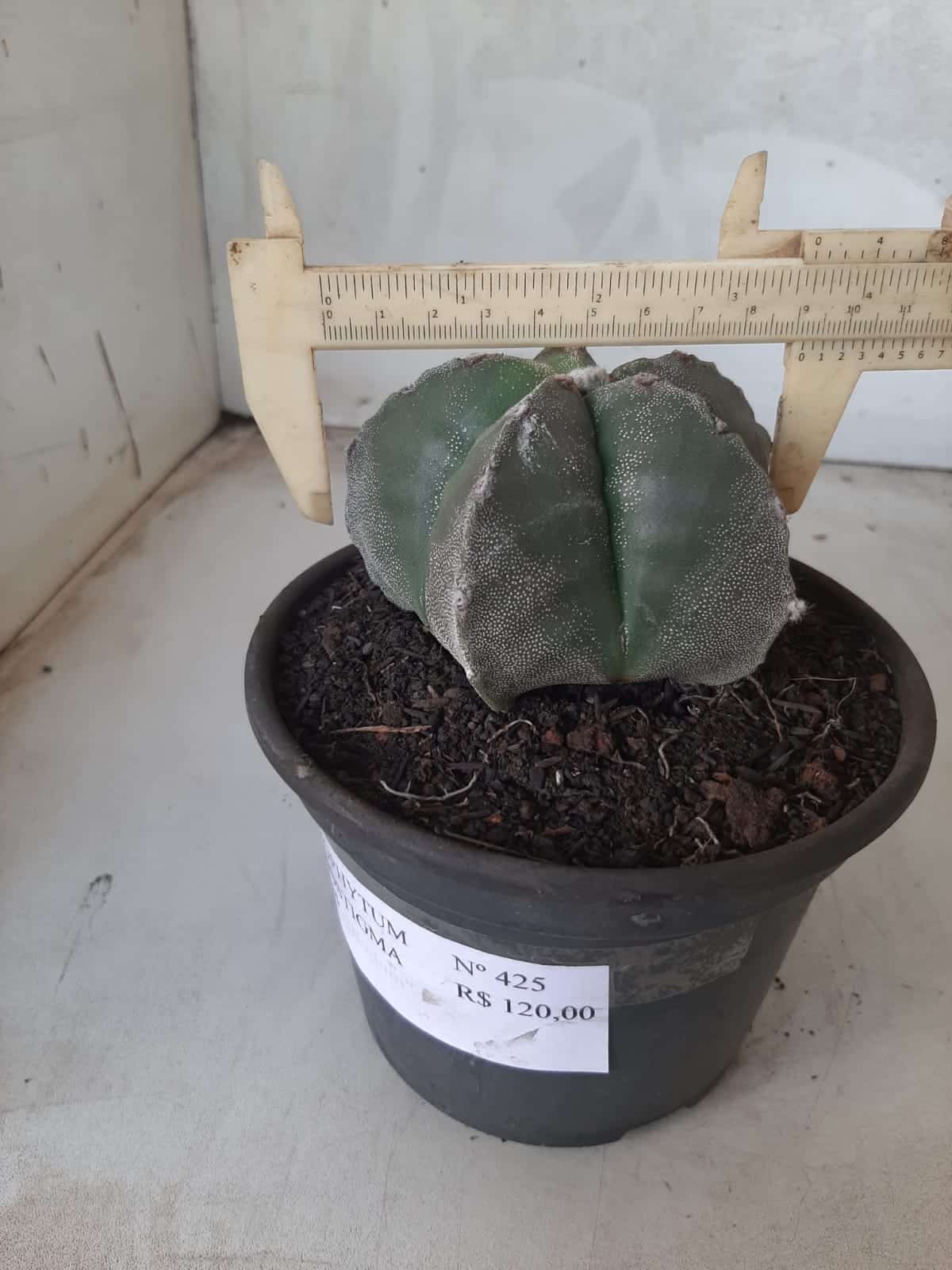 ASTROPHYTUM MYRIOSTIGMA  Nº 425 – vaso 15