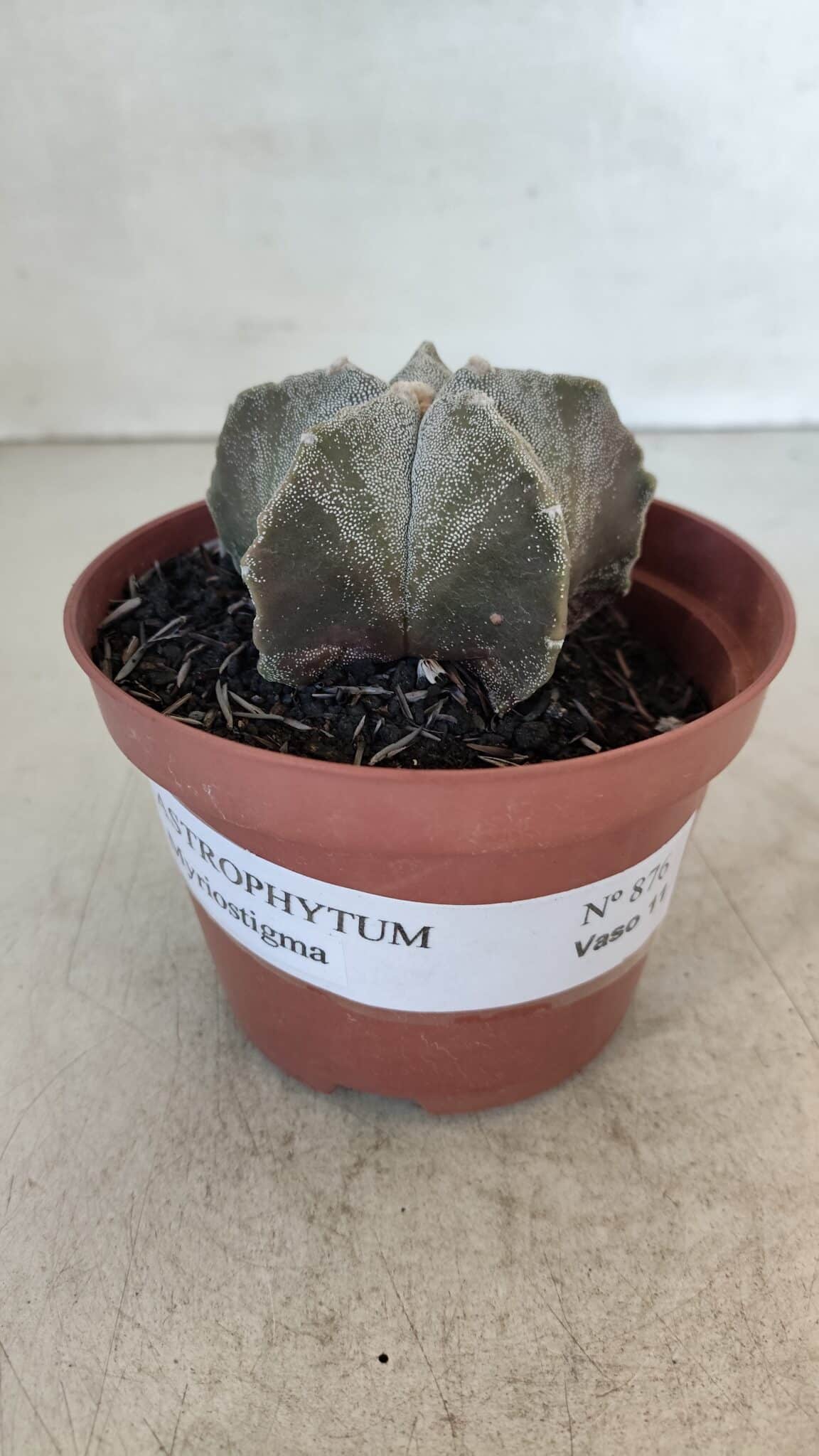 ASTROPHYTUM MYRIOSTIGMA Nº 876 – vaso 11