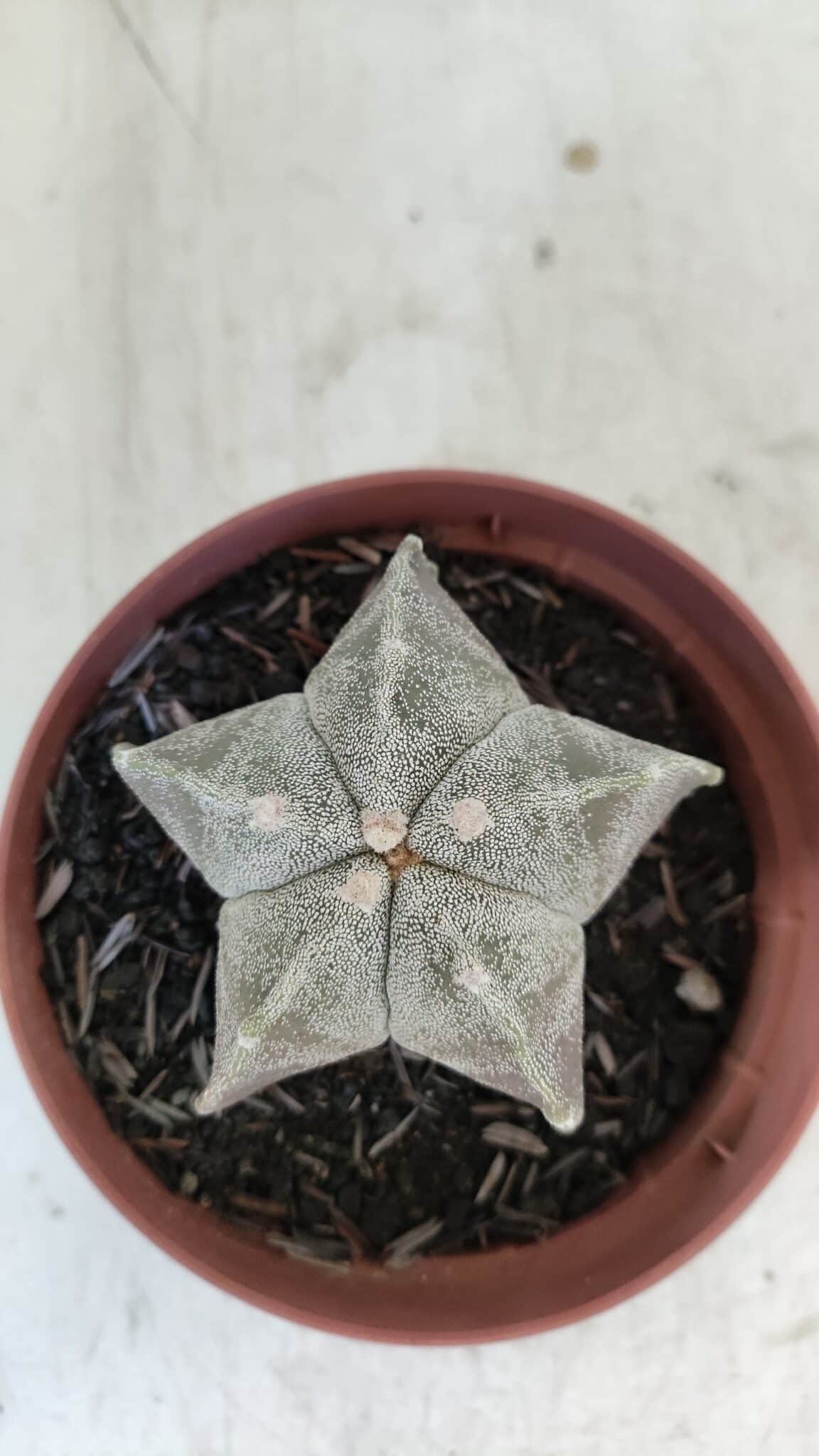 ASTROPHYTUM MYRIOSTIGMA Nº 876 – vaso 11