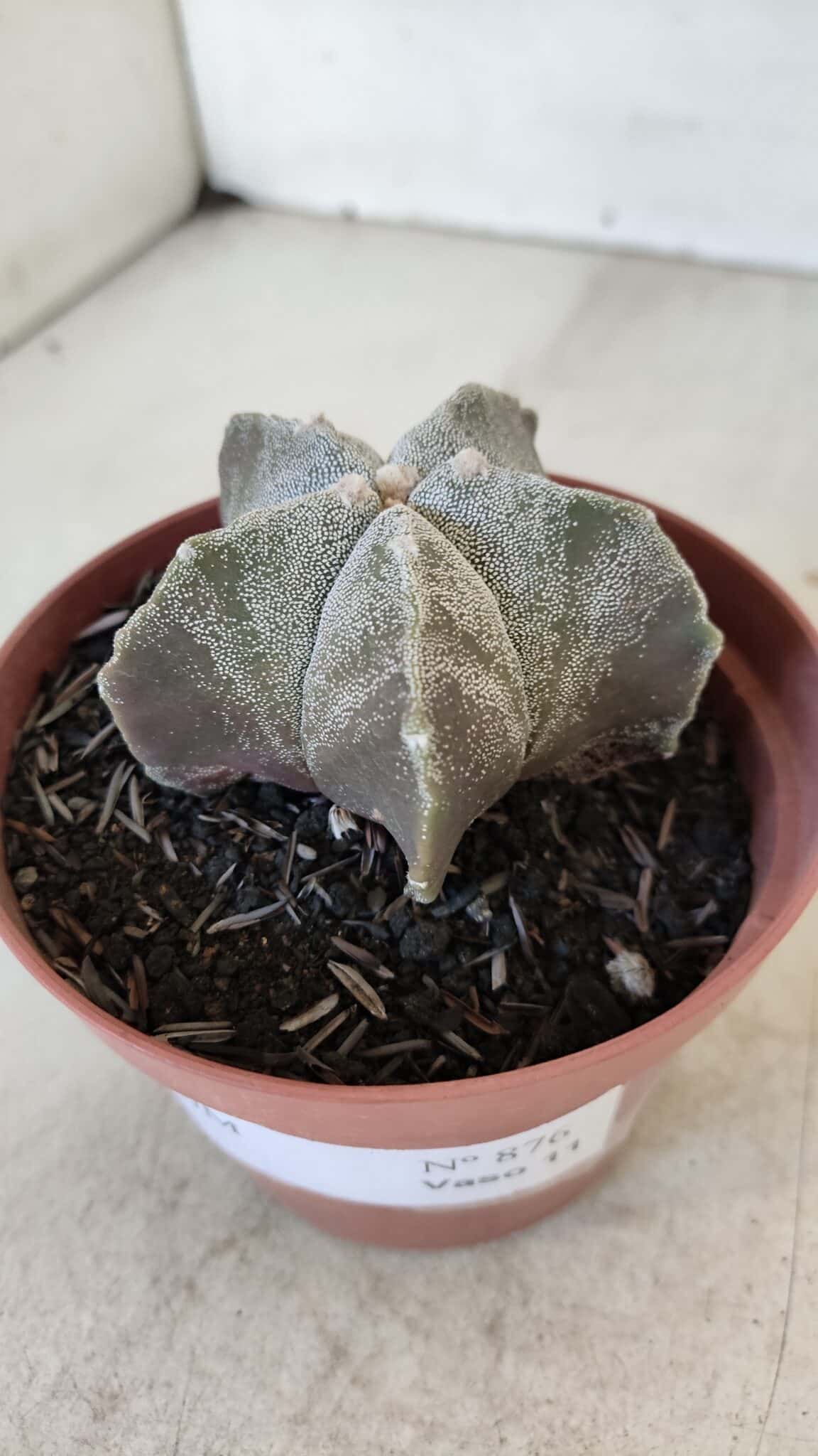 ASTROPHYTUM MYRIOSTIGMA Nº 876 – vaso 11