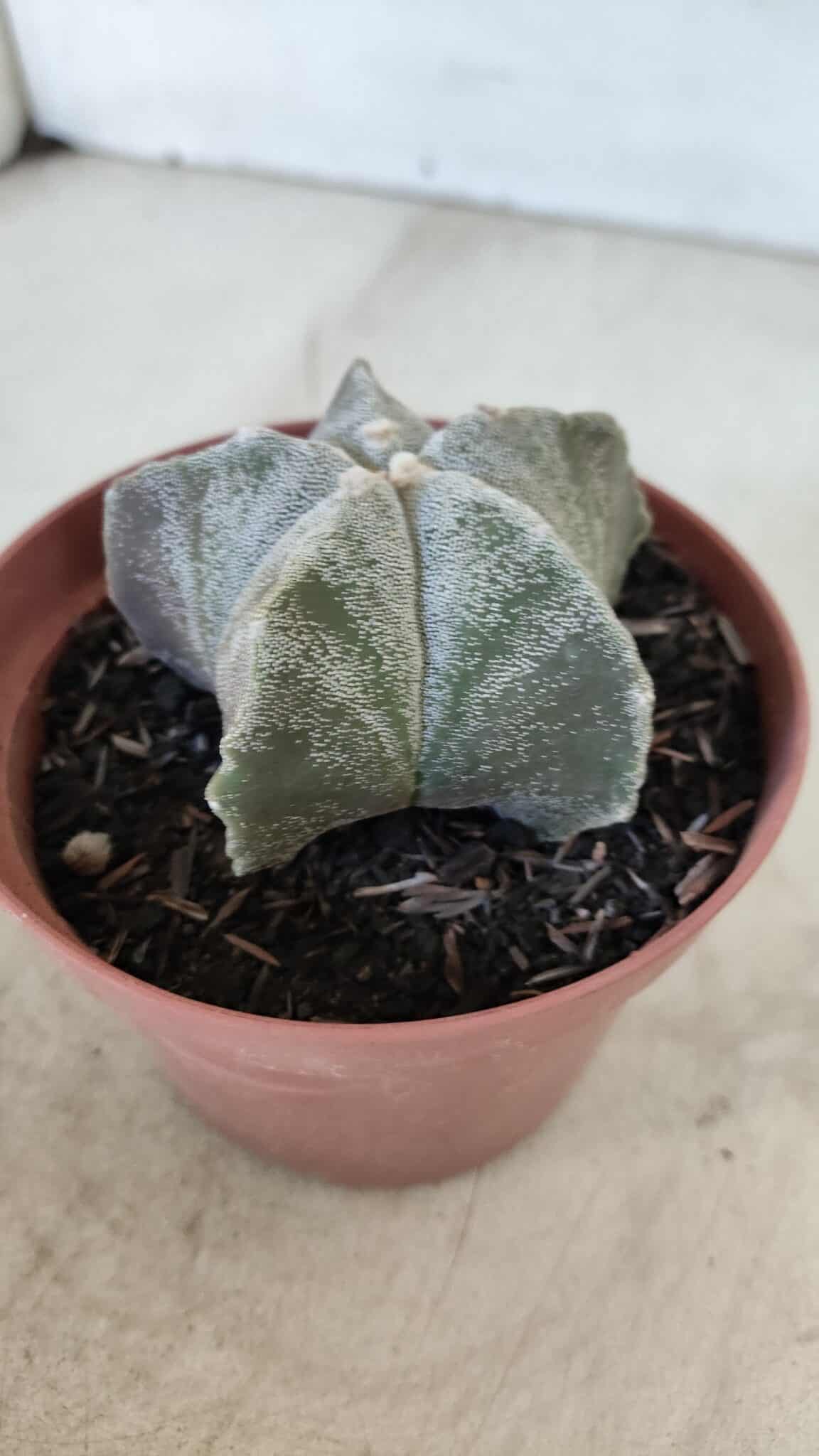 ASTROPHYTUM MYRIOSTIGMA Nº 876 – vaso 11