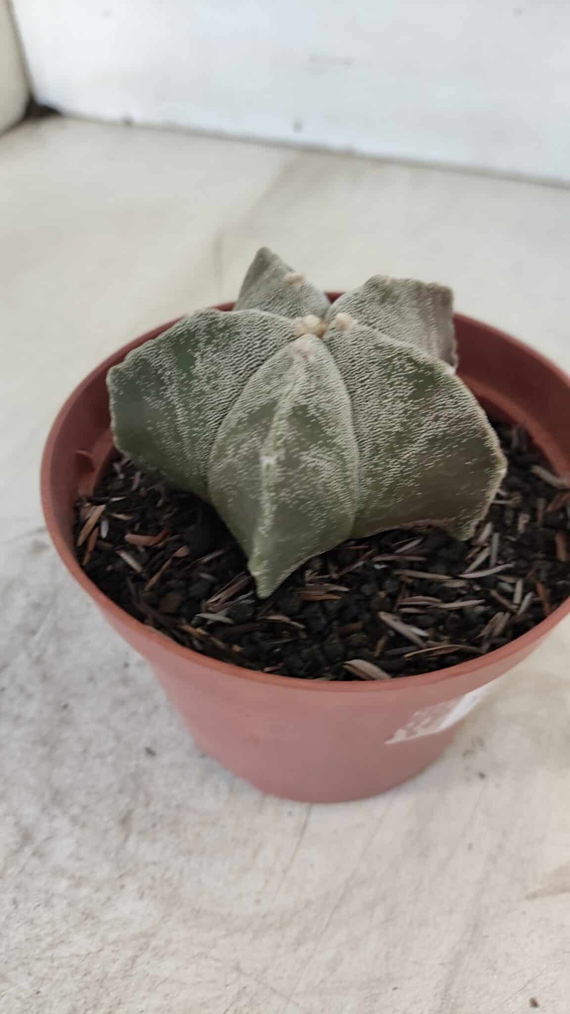 ASTROPHYTUM MYRIOSTIGMA Nº 876 – vaso 11