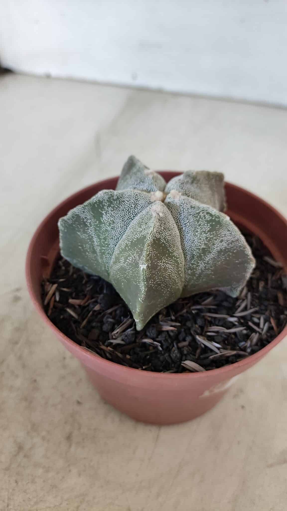 ASTROPHYTUM MYRIOSTIGMA Nº 876 – vaso 11