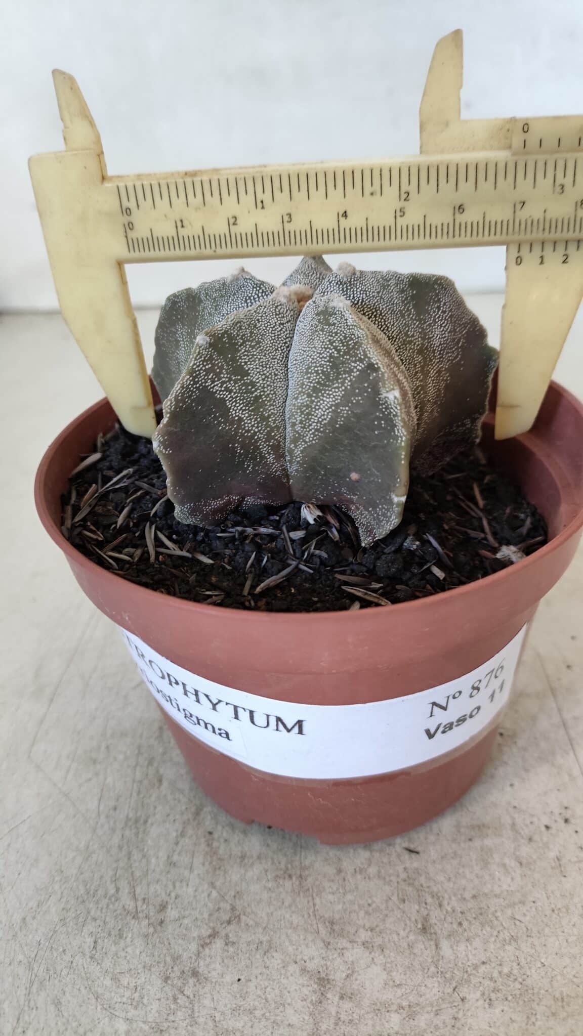 ASTROPHYTUM MYRIOSTIGMA Nº 876 – vaso 11