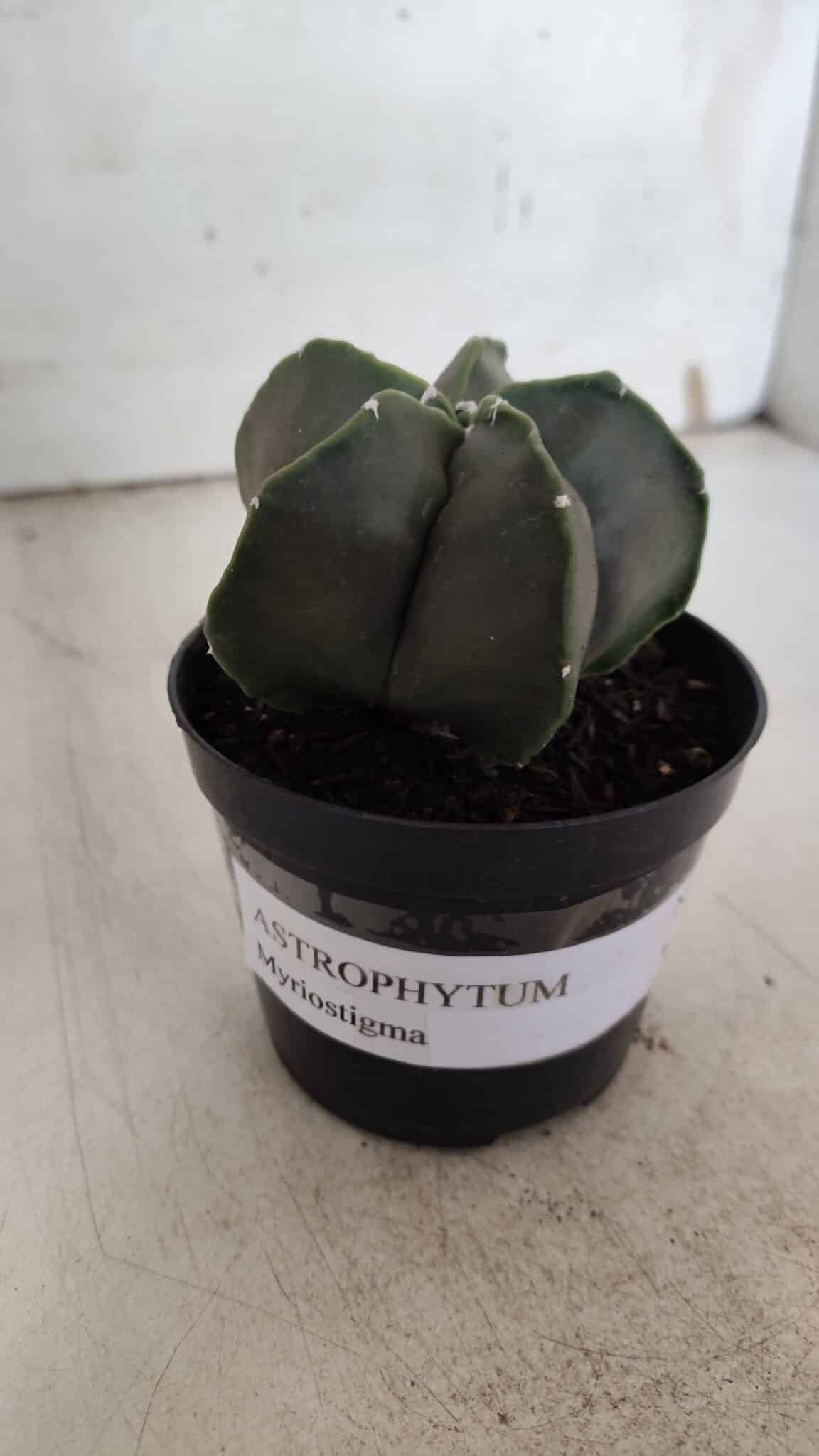 ASTROPHYTUM MYRIOSTIGMA Nº 935 – vaso 09