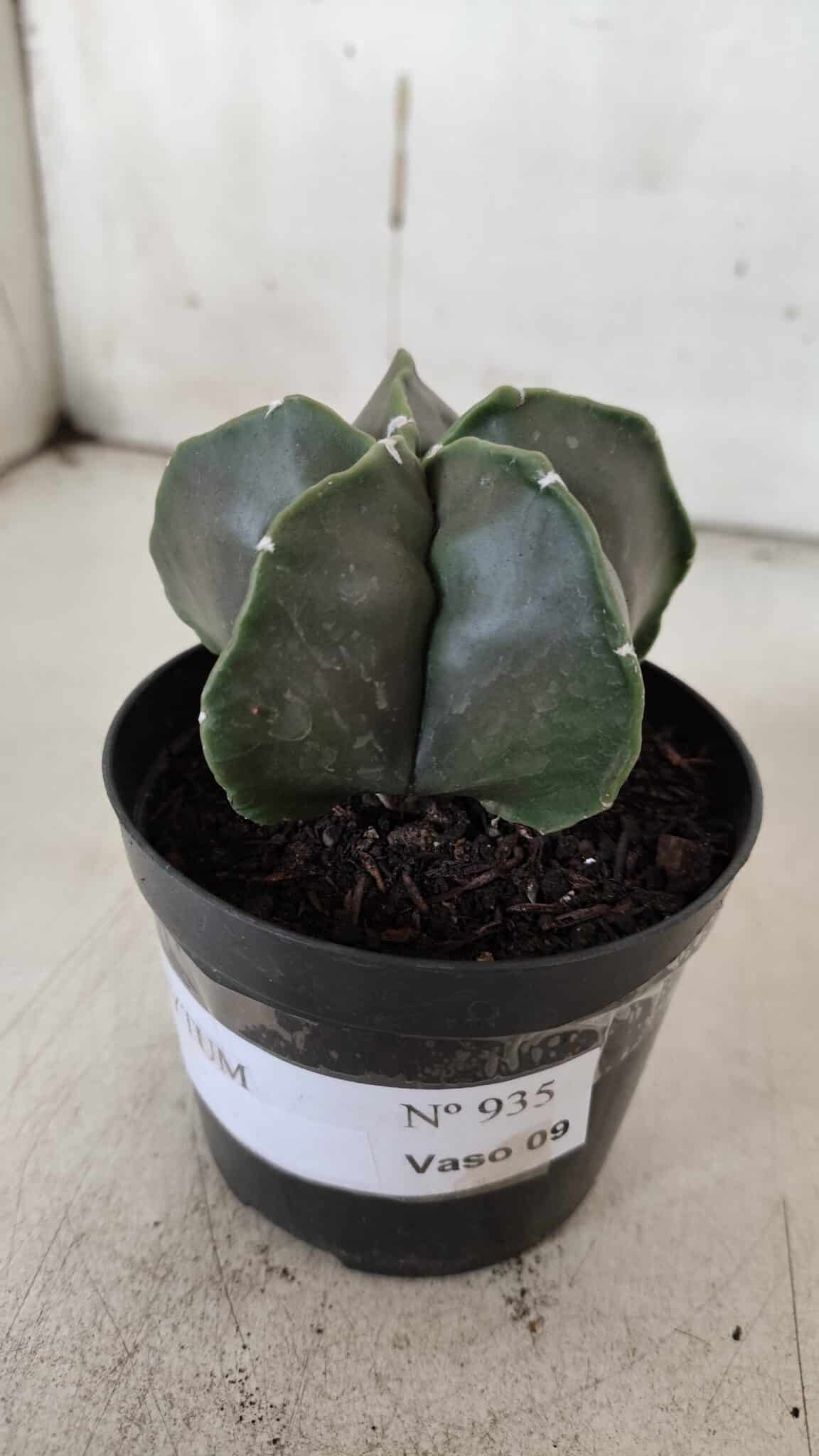 ASTROPHYTUM MYRIOSTIGMA Nº 935 – vaso 09