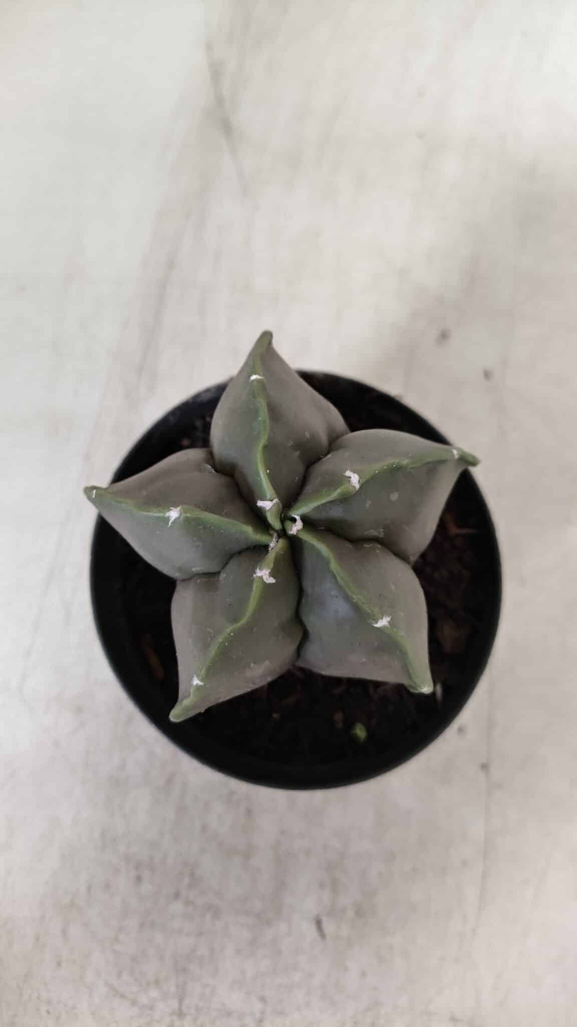 ASTROPHYTUM MYRIOSTIGMA Nº 935 – vaso 09