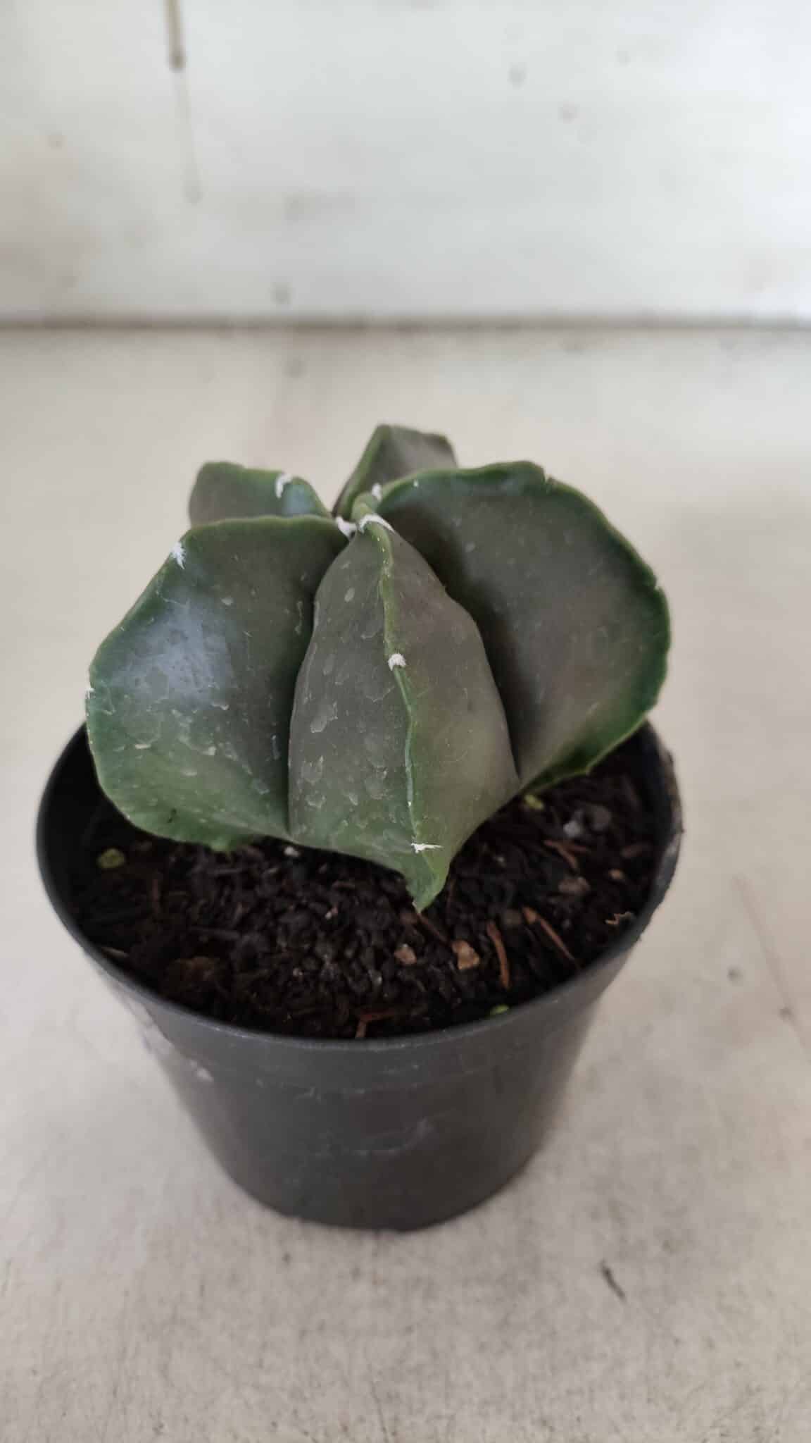 ASTROPHYTUM MYRIOSTIGMA Nº 935 – vaso 09