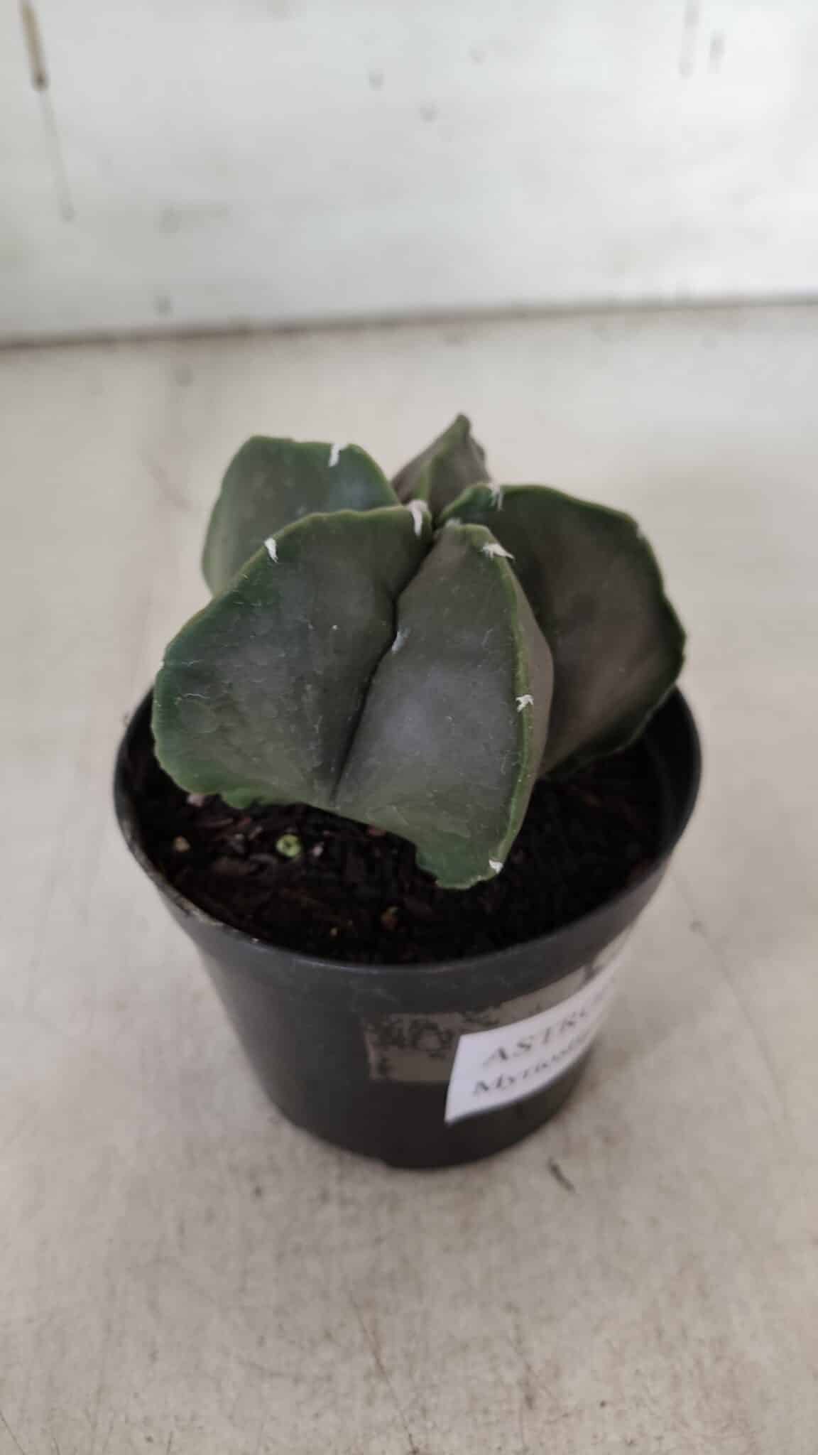 ASTROPHYTUM MYRIOSTIGMA Nº 935 – vaso 09