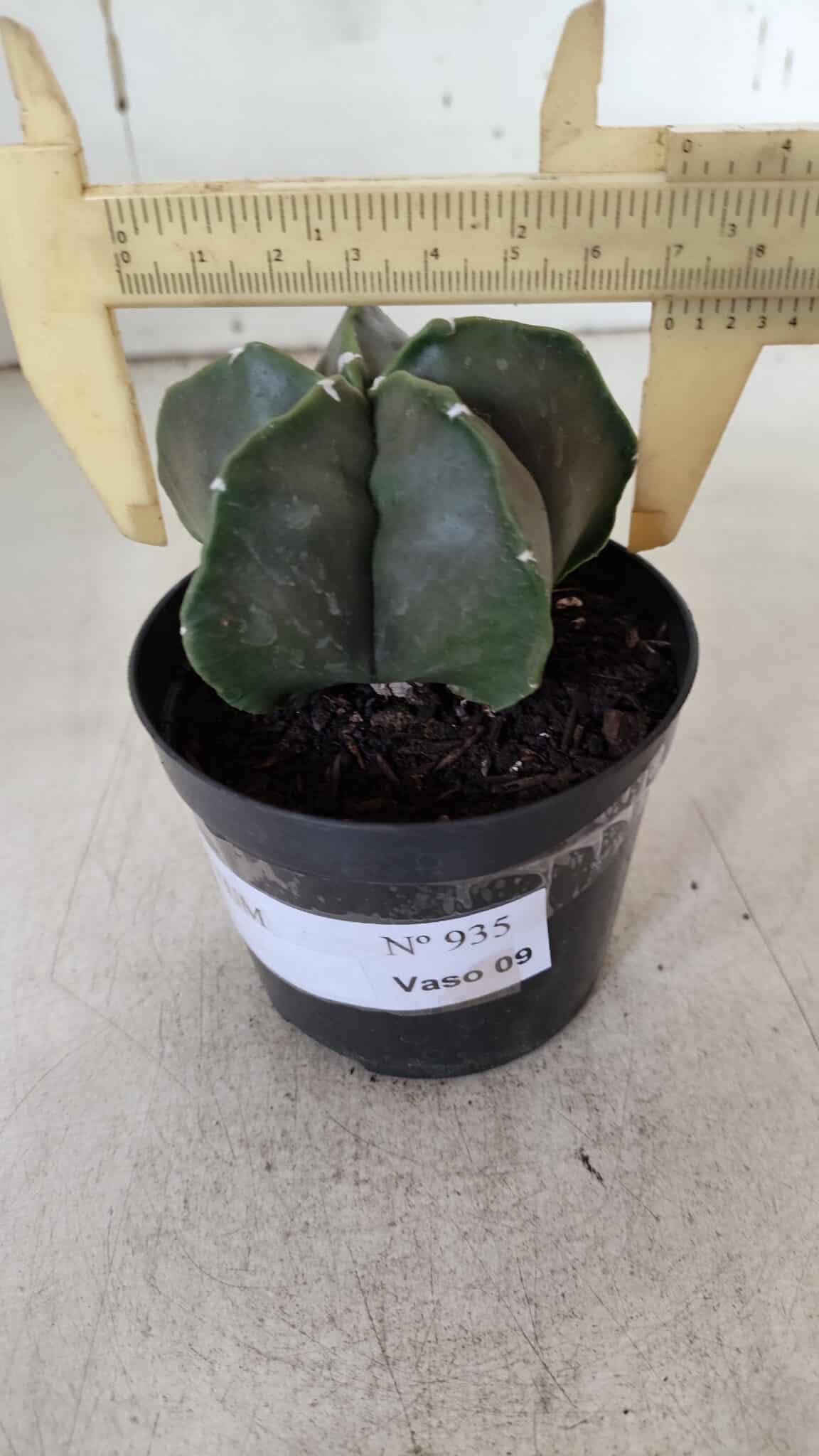 ASTROPHYTUM MYRIOSTIGMA Nº 935 – vaso 09