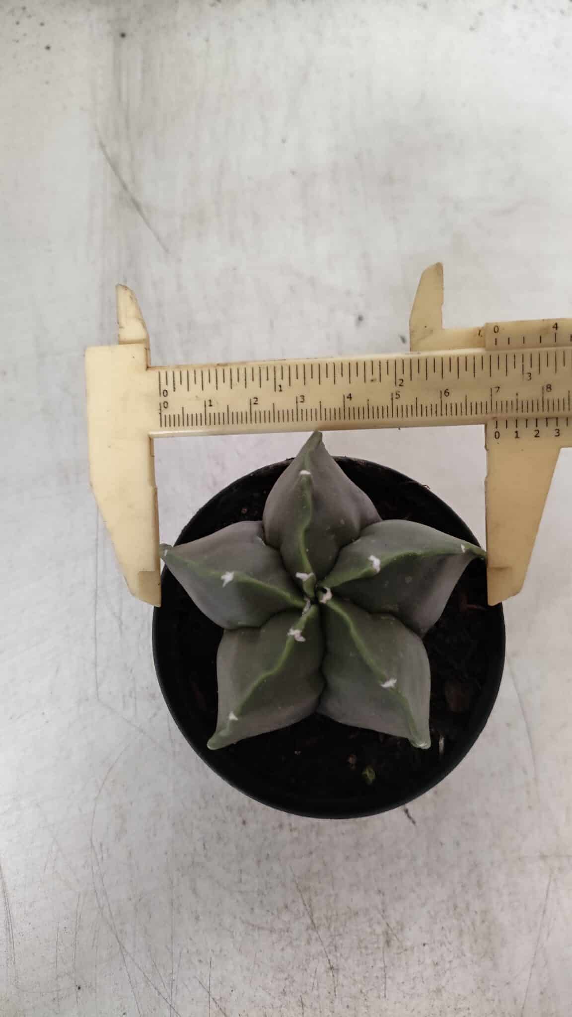 ASTROPHYTUM MYRIOSTIGMA Nº 935 – vaso 09