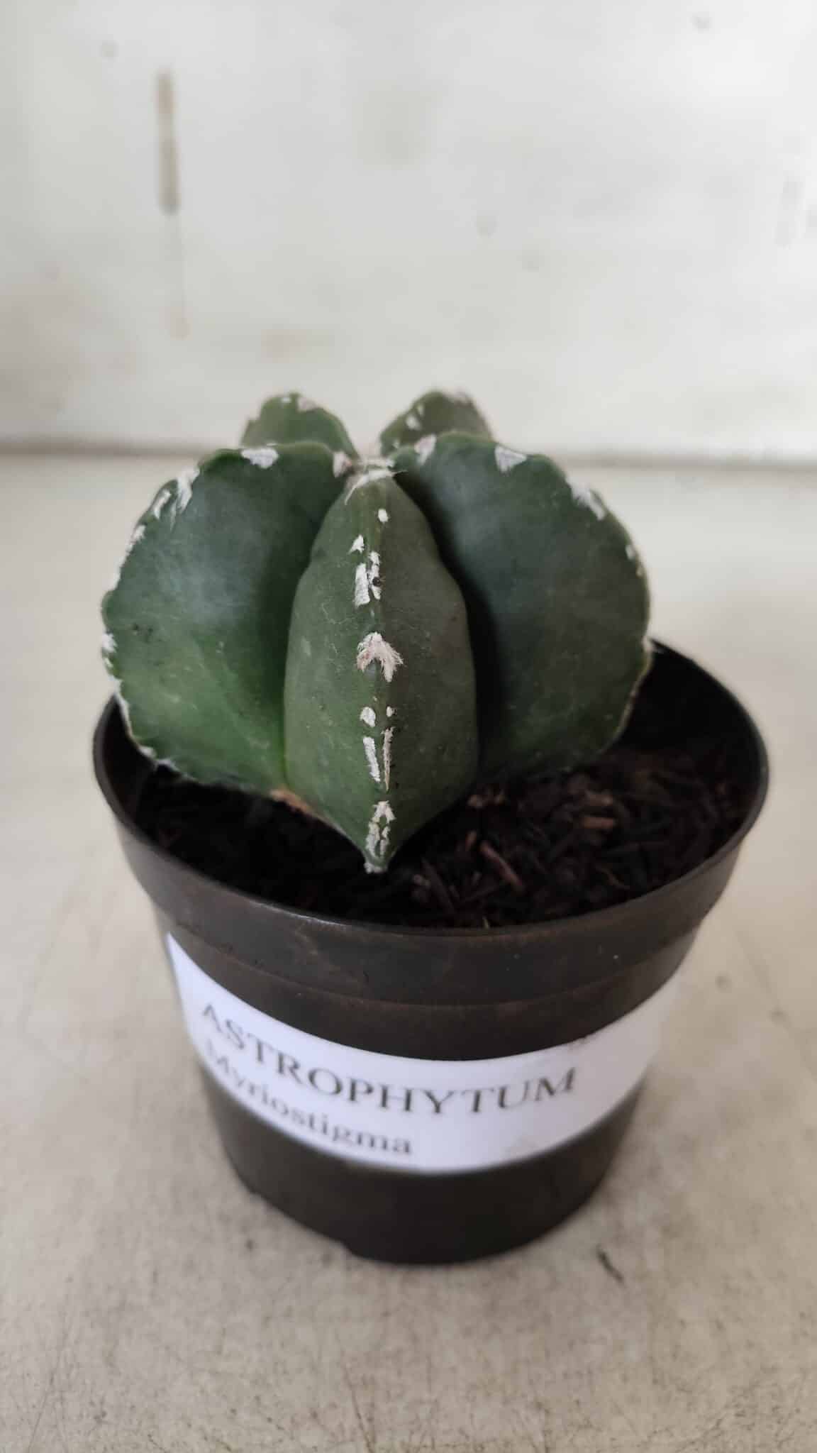 ASTROPHYTUM MYRIOSTIGMA Nº 937 – vaso 09