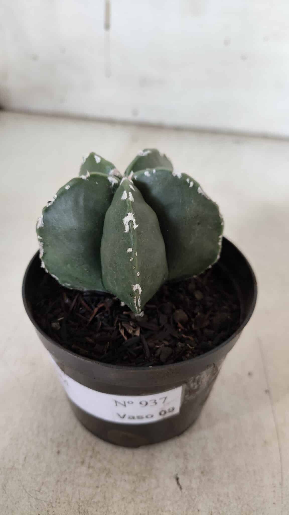 ASTROPHYTUM MYRIOSTIGMA Nº 937 – vaso 09