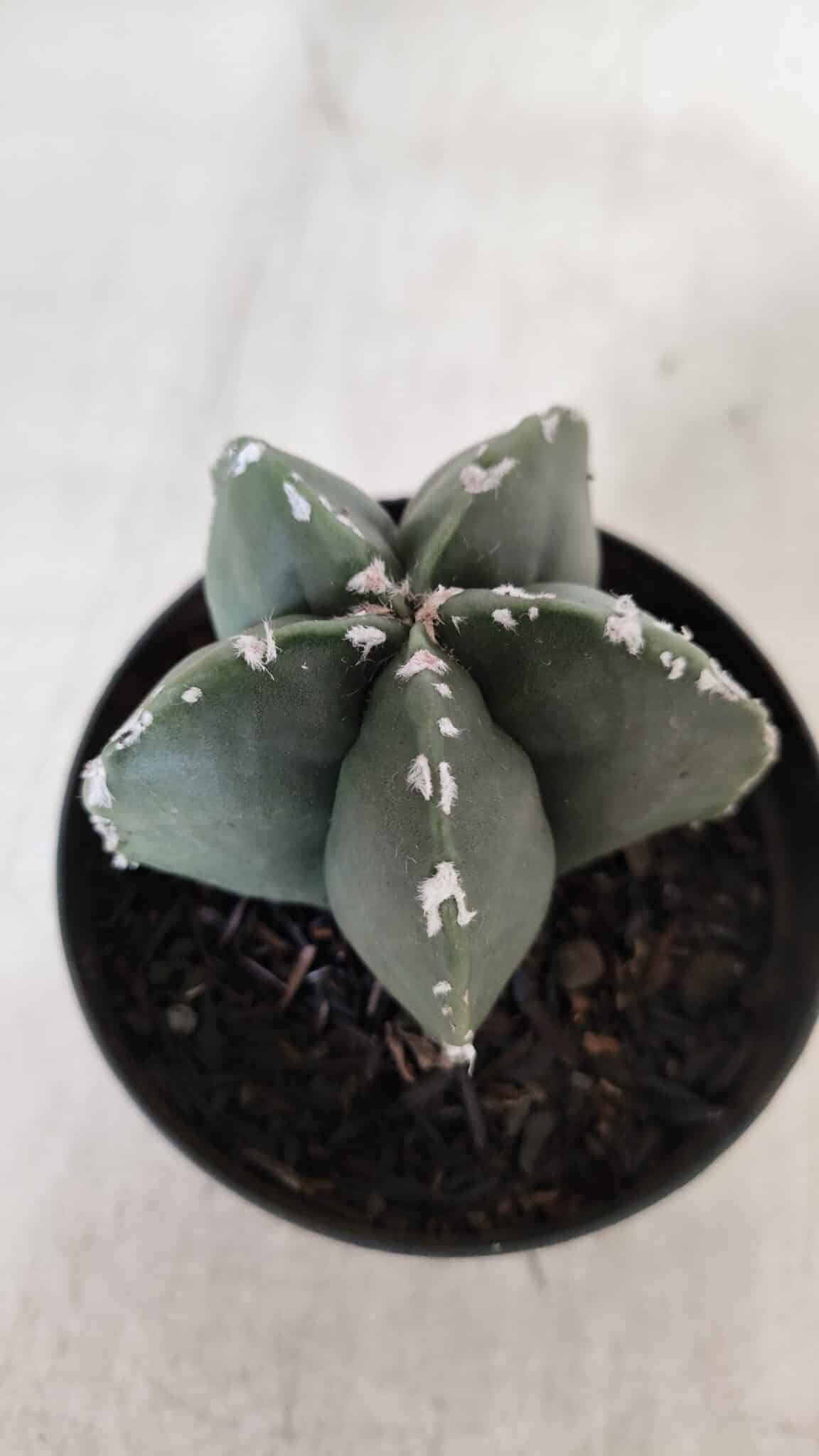 ASTROPHYTUM MYRIOSTIGMA Nº 937 – vaso 09