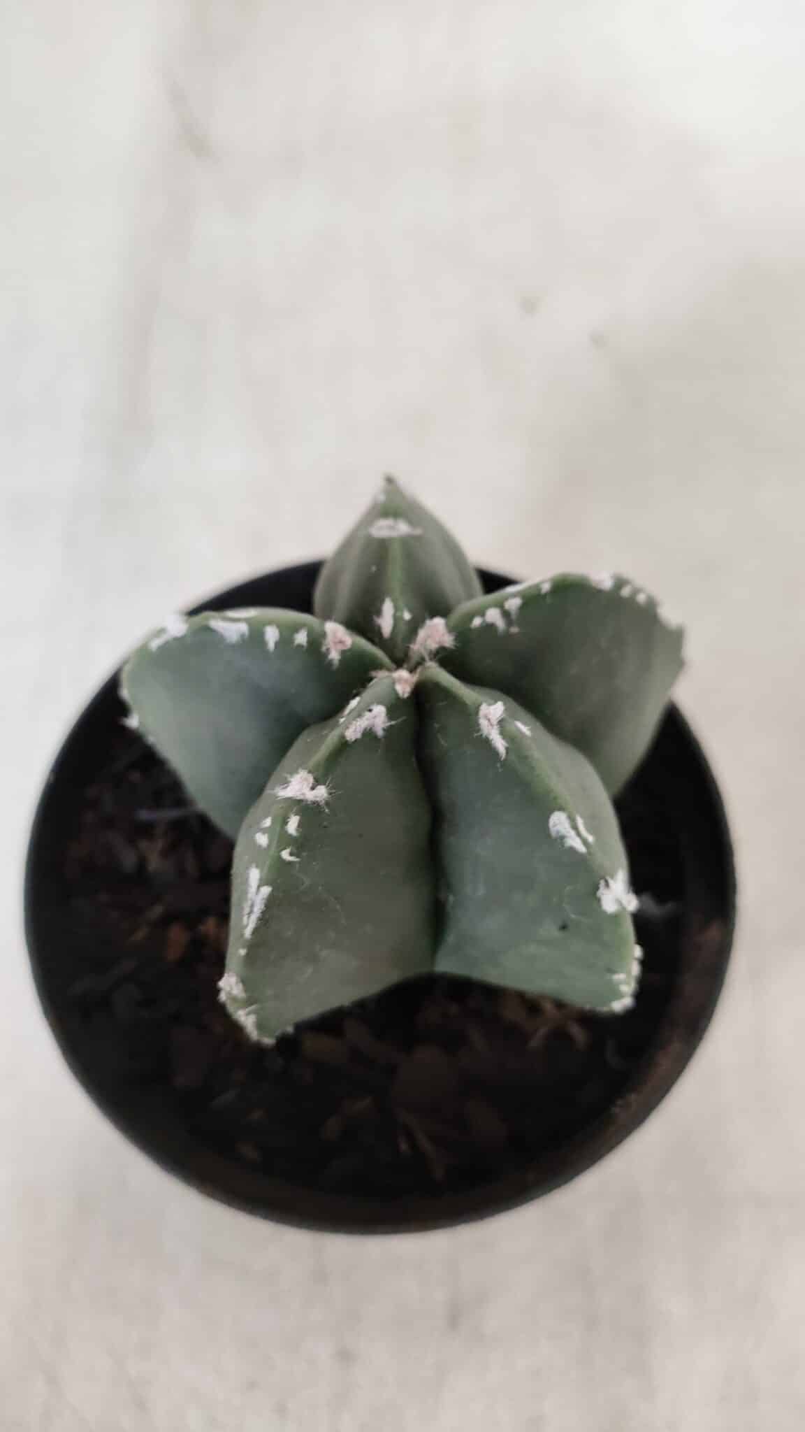 ASTROPHYTUM MYRIOSTIGMA Nº 937 – vaso 09