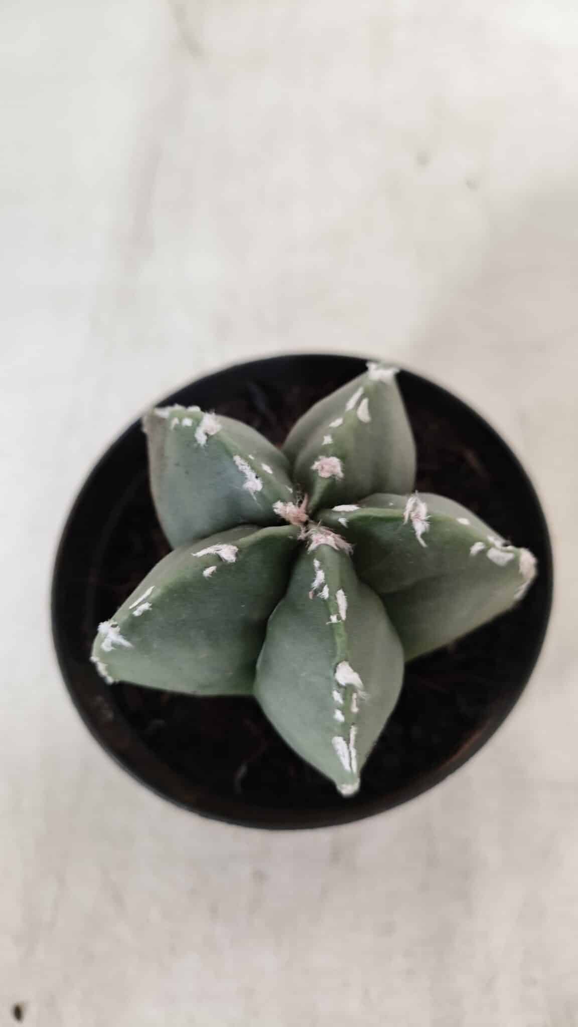 ASTROPHYTUM MYRIOSTIGMA Nº 937 – vaso 09