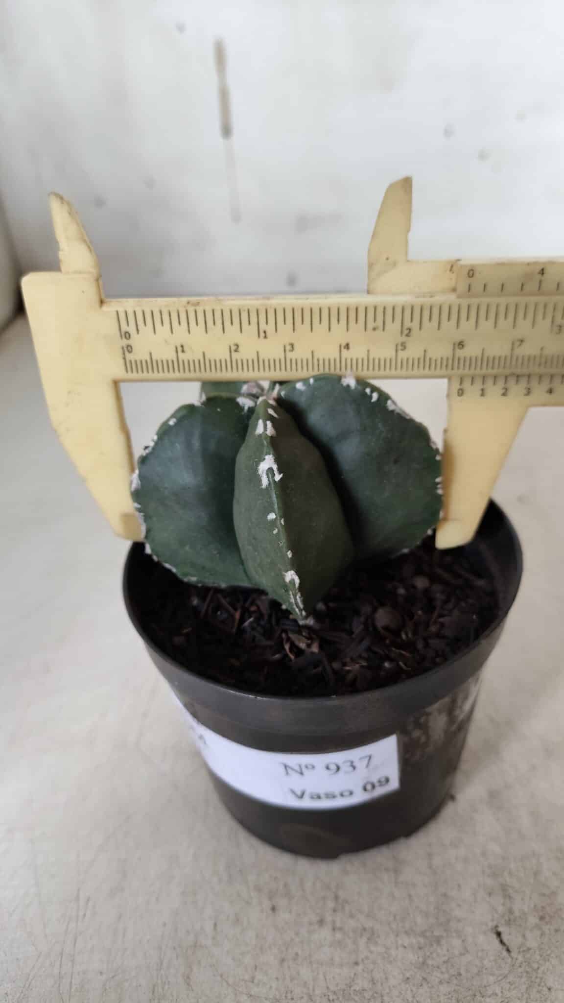ASTROPHYTUM MYRIOSTIGMA Nº 937 – vaso 09