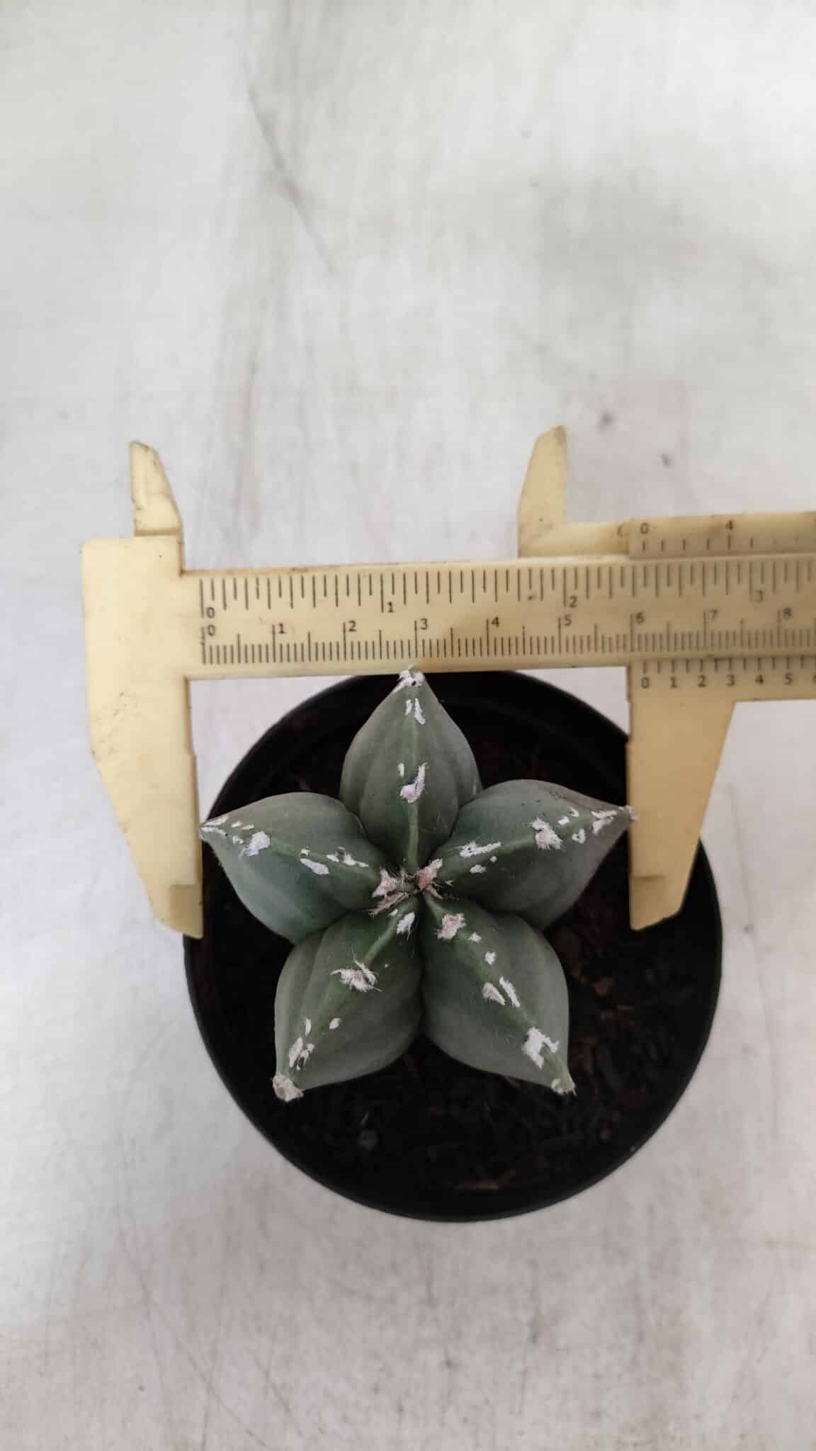 ASTROPHYTUM MYRIOSTIGMA Nº 937 – vaso 09