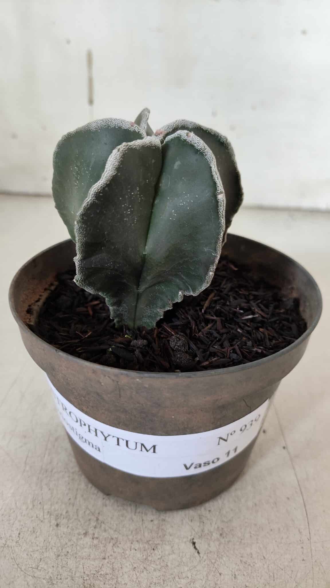 ASTROPHYTUM MYRIOSTIGMA Nº 939 – vaso 11