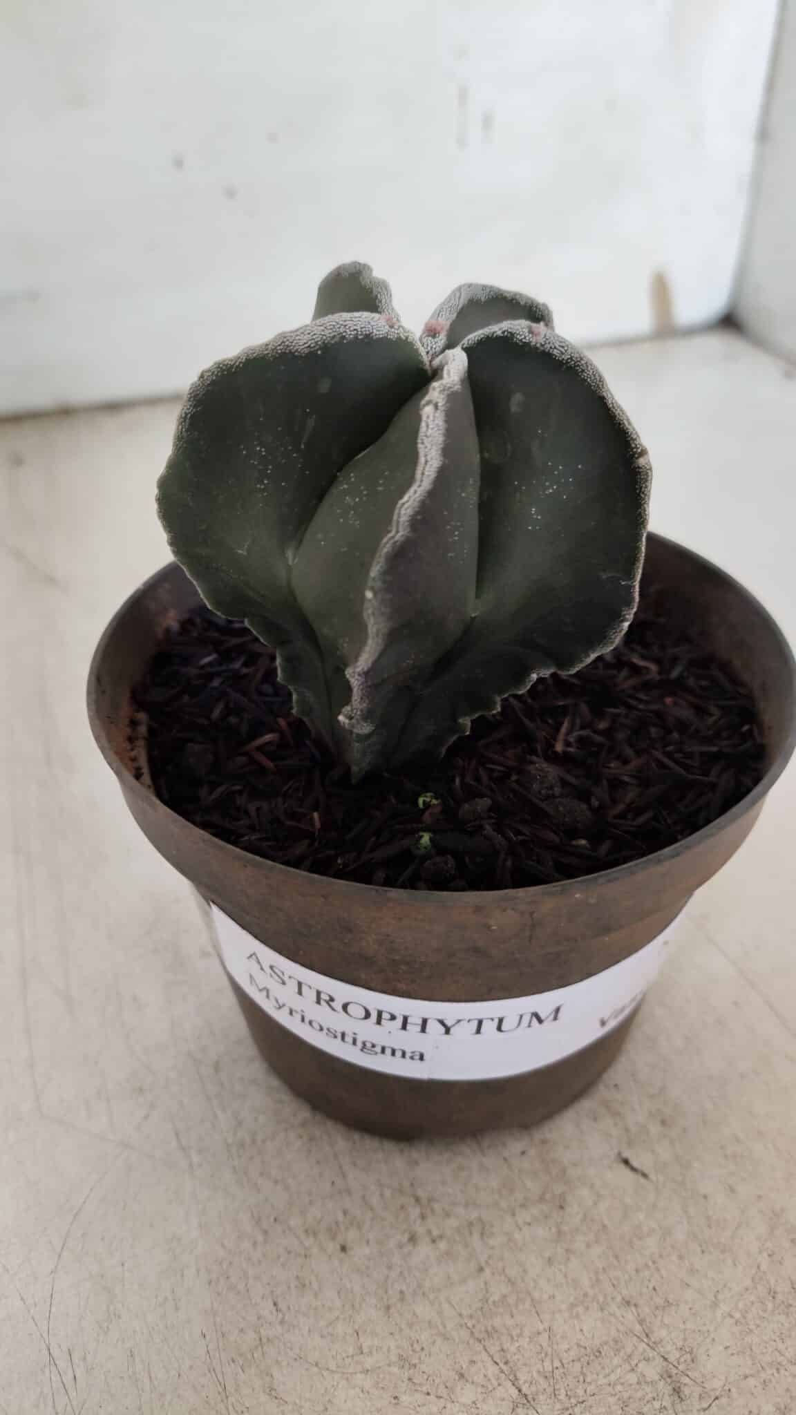 ASTROPHYTUM MYRIOSTIGMA Nº 939 – vaso 11