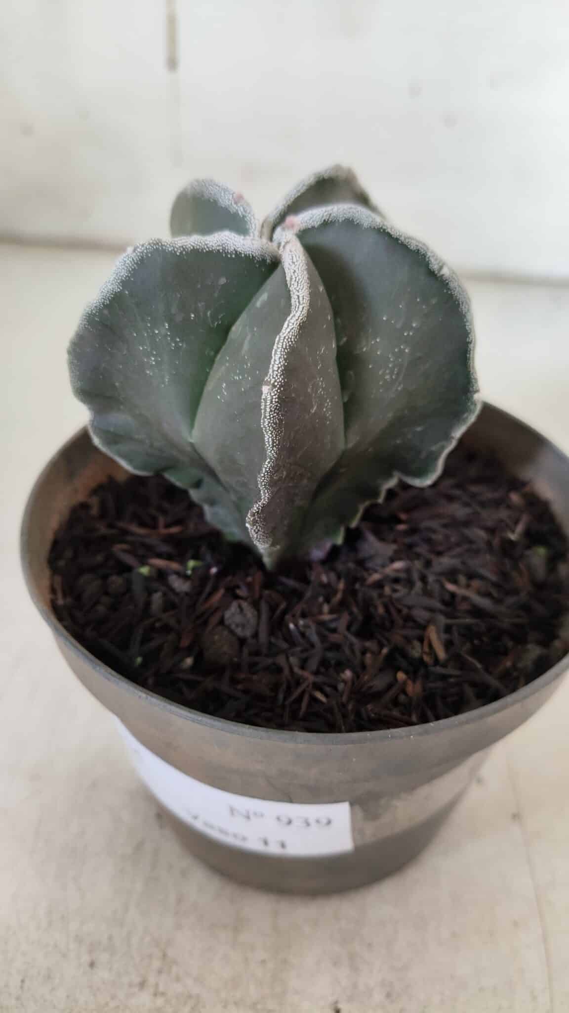 ASTROPHYTUM MYRIOSTIGMA Nº 939 – vaso 11