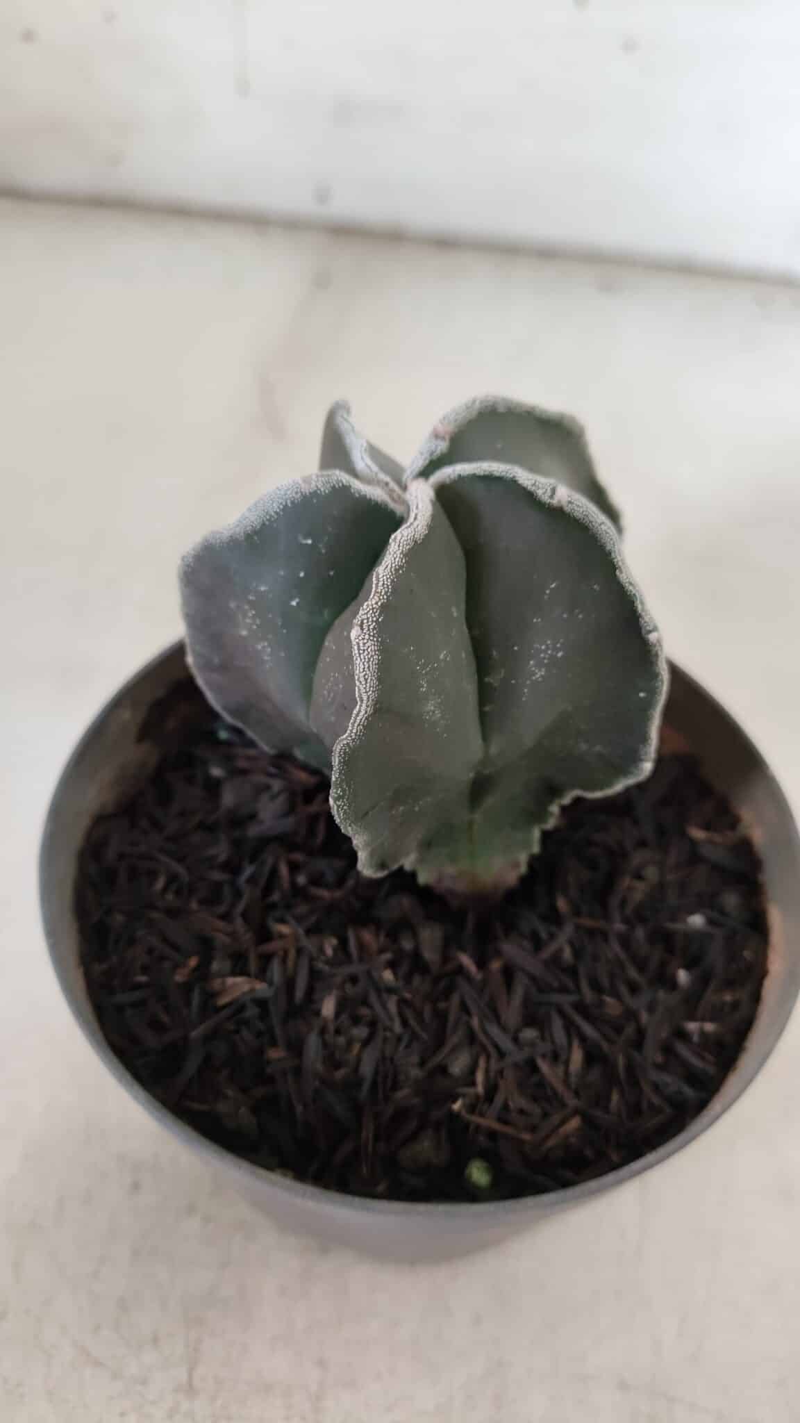 ASTROPHYTUM MYRIOSTIGMA Nº 939 – vaso 11
