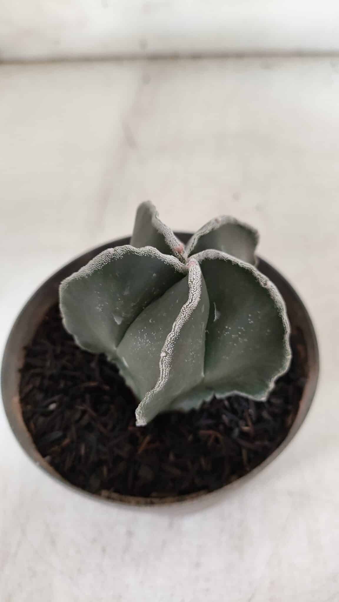 ASTROPHYTUM MYRIOSTIGMA Nº 939 – vaso 11
