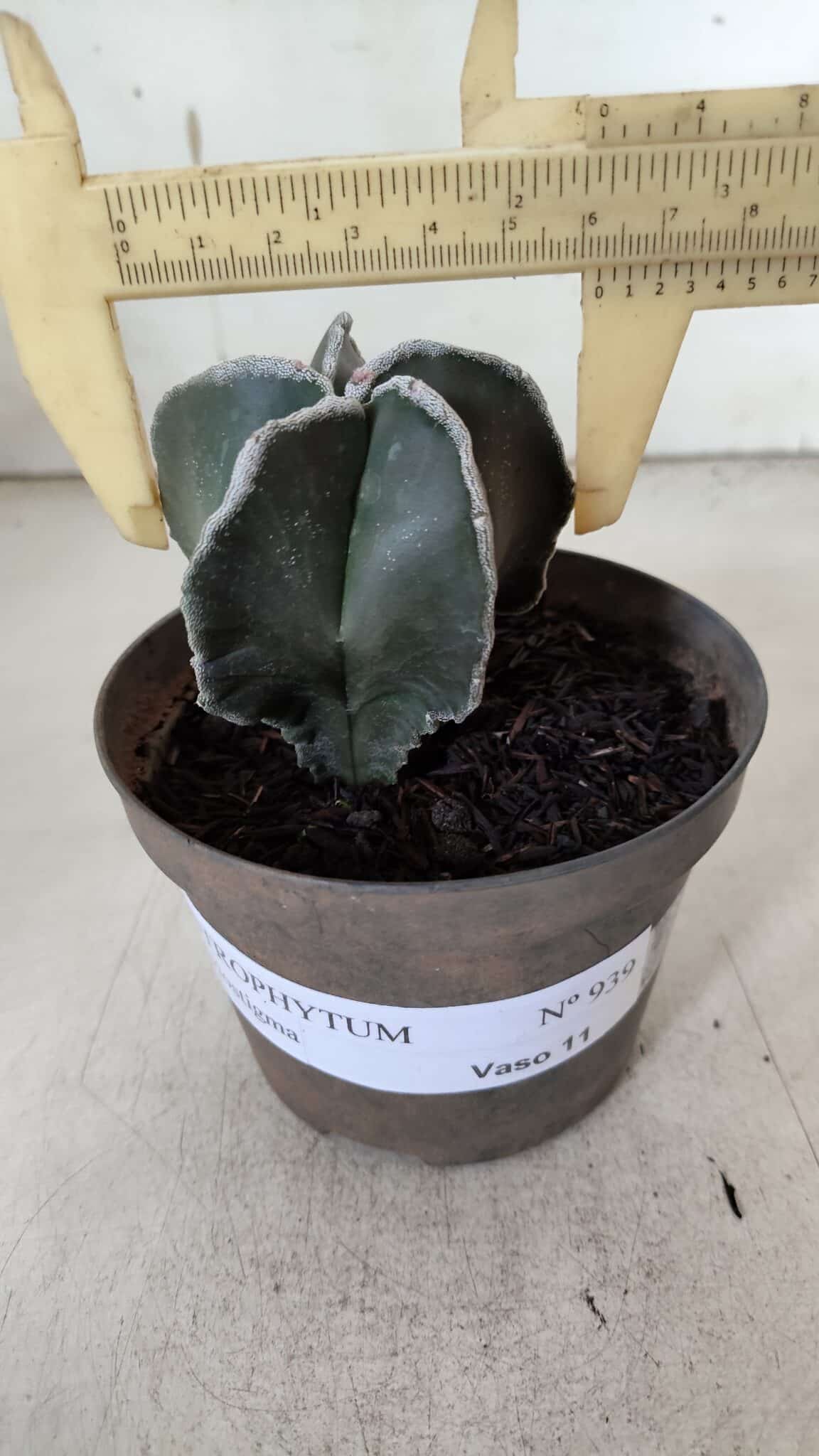 ASTROPHYTUM MYRIOSTIGMA Nº 939 – vaso 11