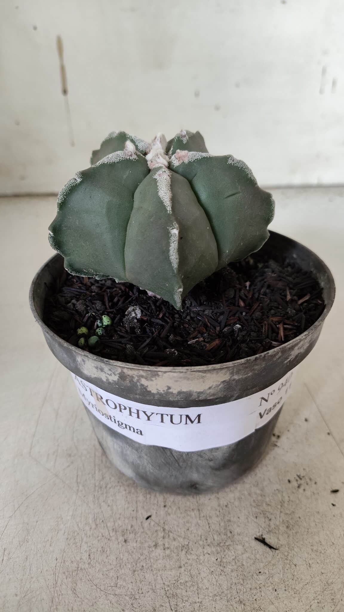 ASTROPHYTUM MYRIOSTIGMA Nº 940 – vaso 09