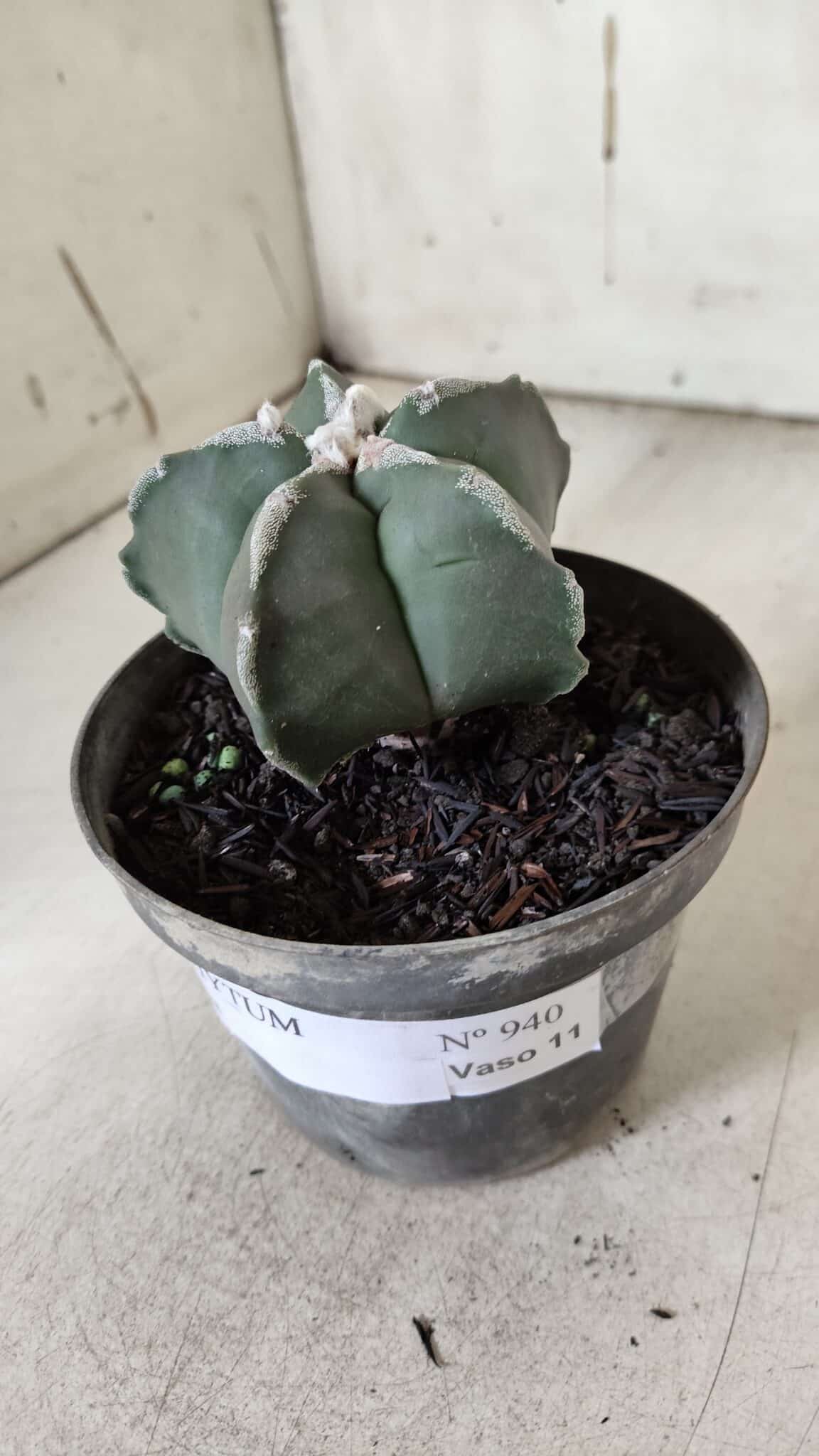 ASTROPHYTUM MYRIOSTIGMA Nº 940 – vaso 09