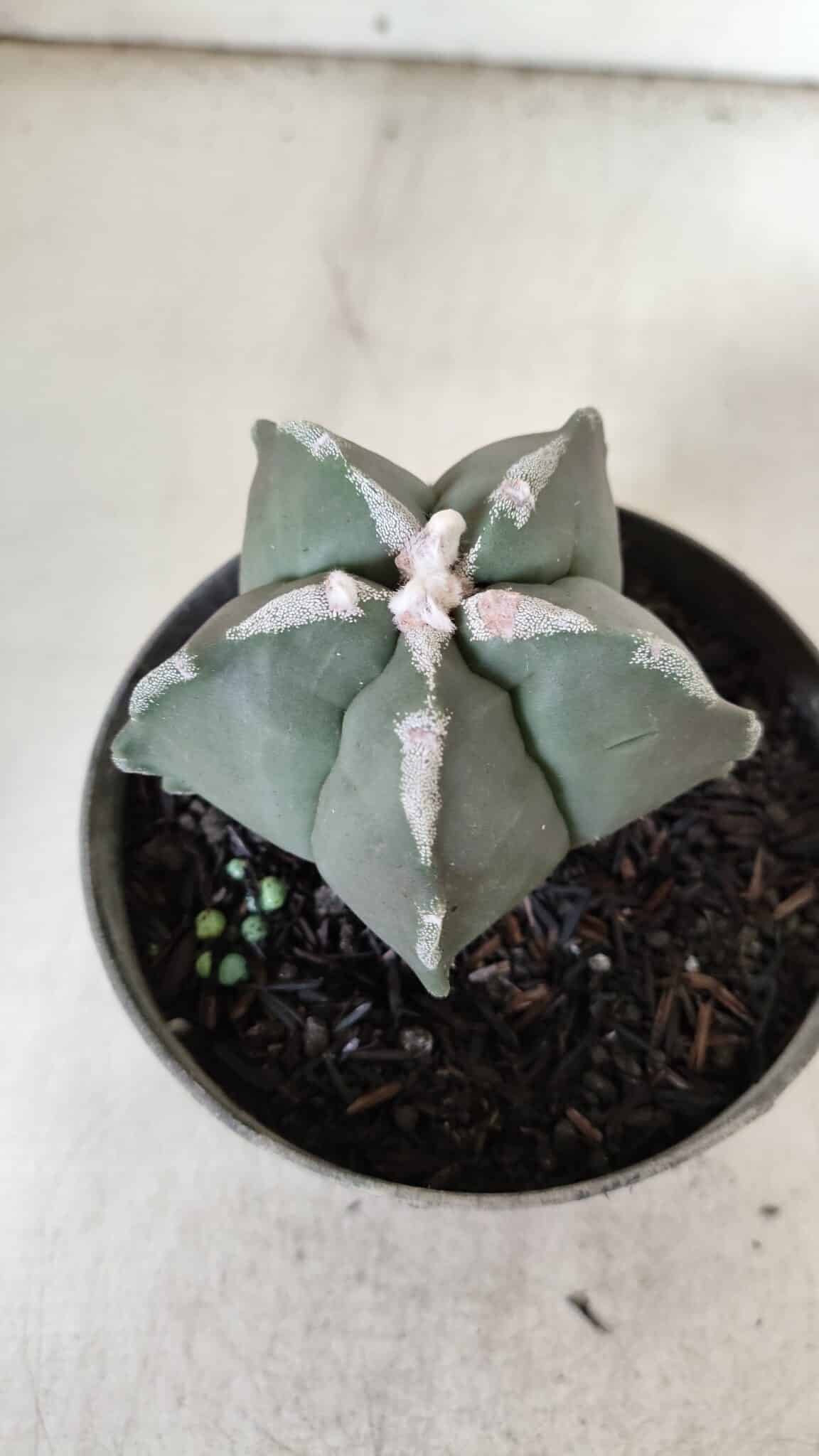 ASTROPHYTUM MYRIOSTIGMA Nº 940 – vaso 09