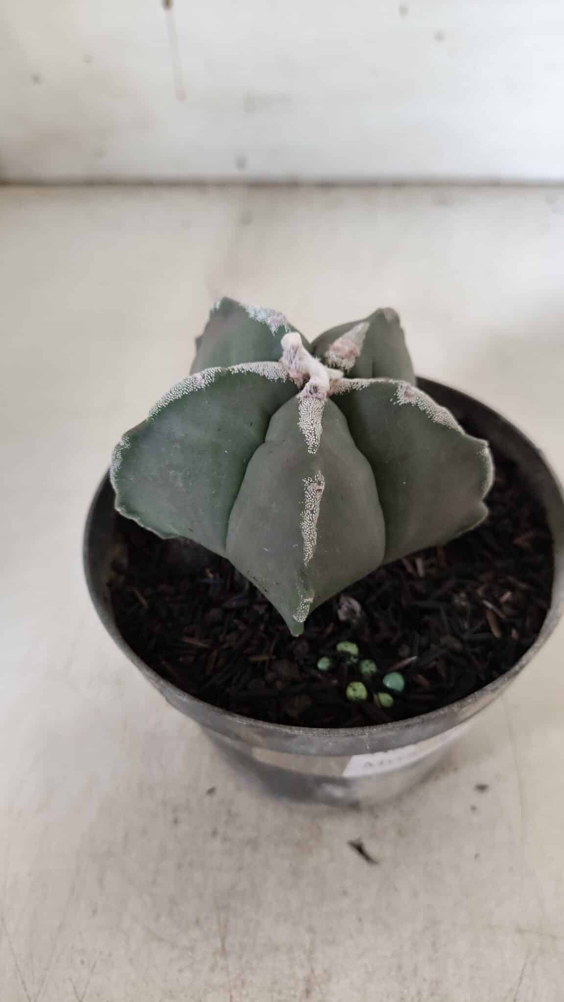 ASTROPHYTUM MYRIOSTIGMA Nº 940 – vaso 09