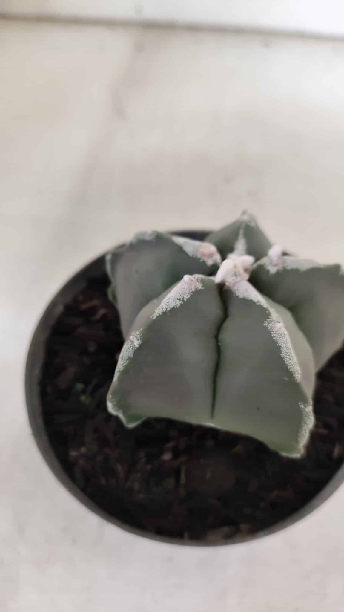 ASTROPHYTUM MYRIOSTIGMA Nº 940 – vaso 09