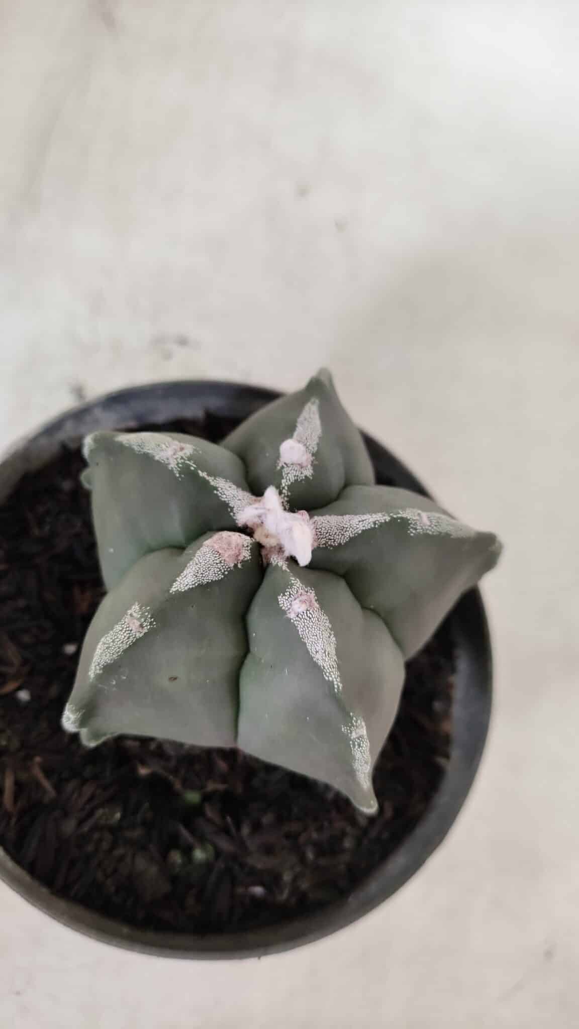 ASTROPHYTUM MYRIOSTIGMA Nº 940 – vaso 09