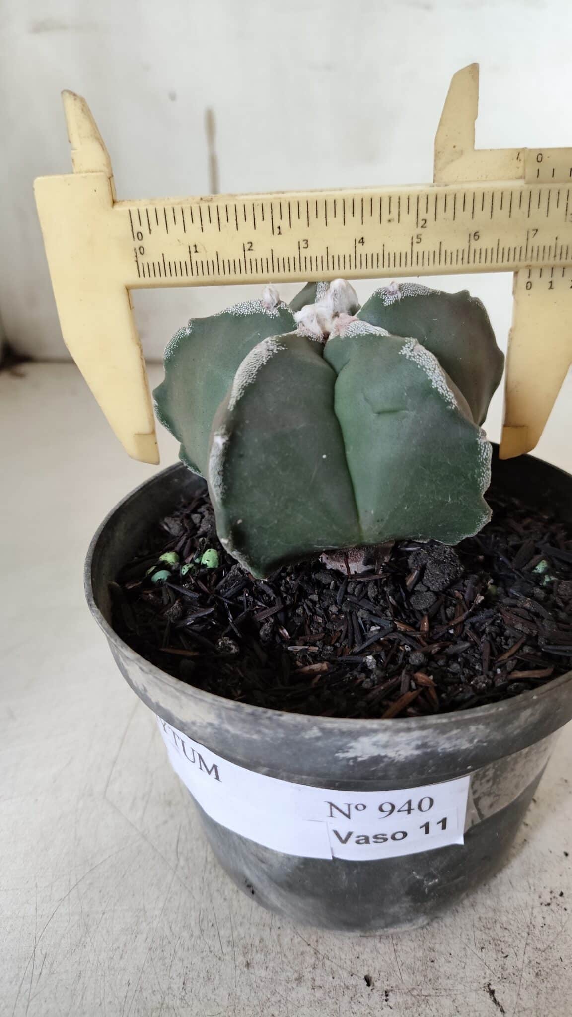 ASTROPHYTUM MYRIOSTIGMA Nº 940 – vaso 09