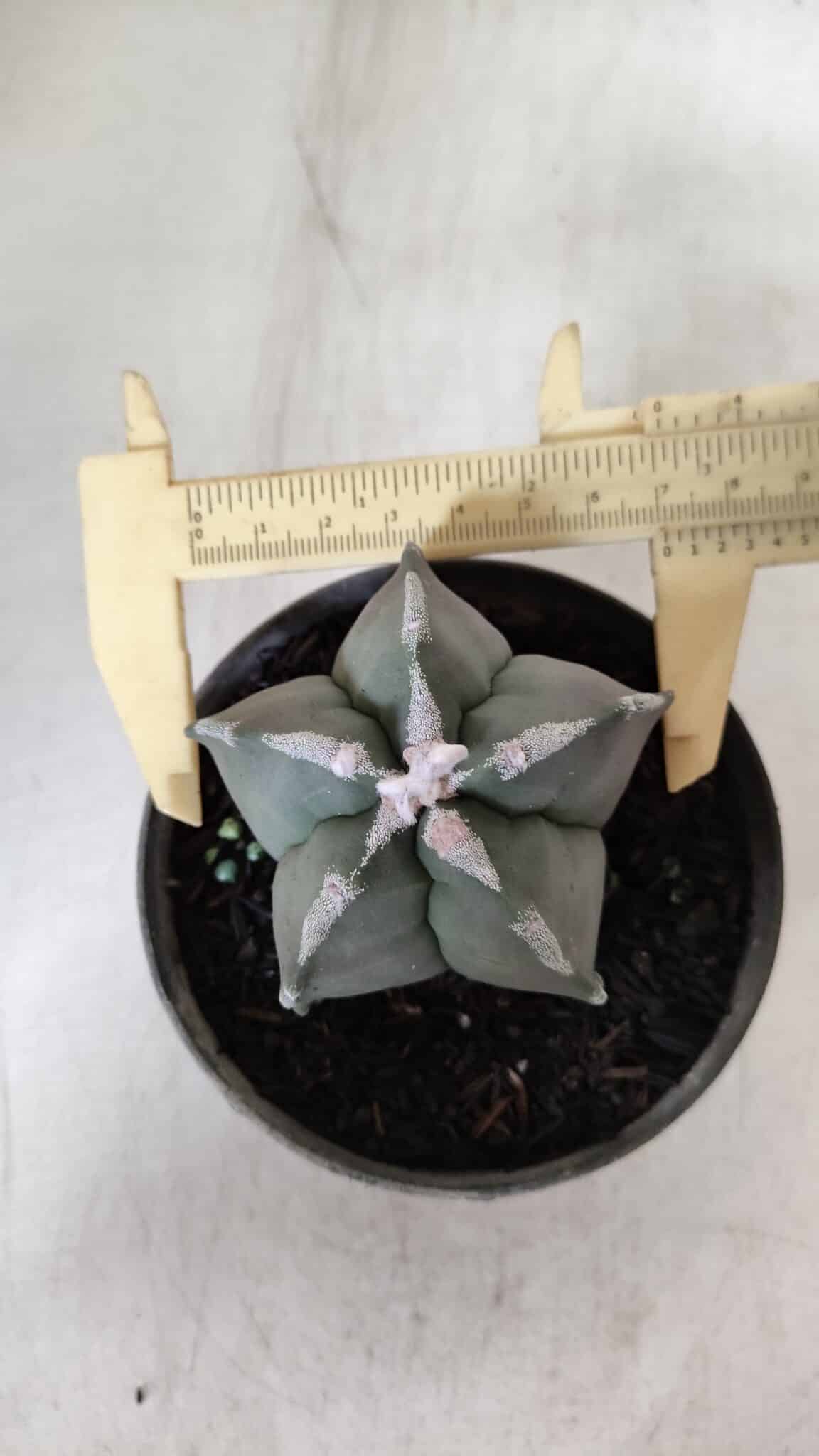 ASTROPHYTUM MYRIOSTIGMA Nº 940 – vaso 09