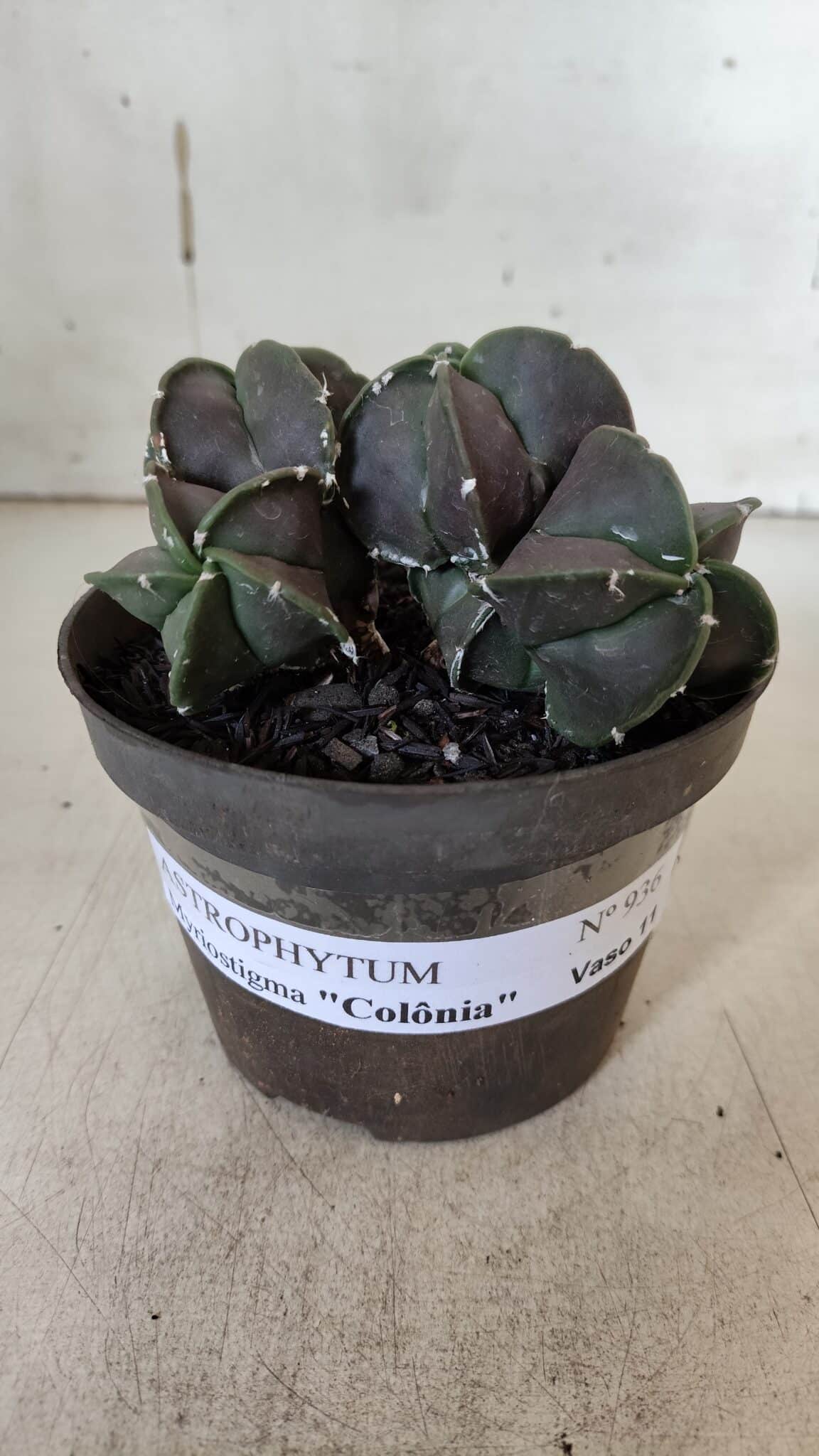 ASTROPHYTUM MYRIOSTIGMA "COLÔNIA"  Nº 936 – vaso 11