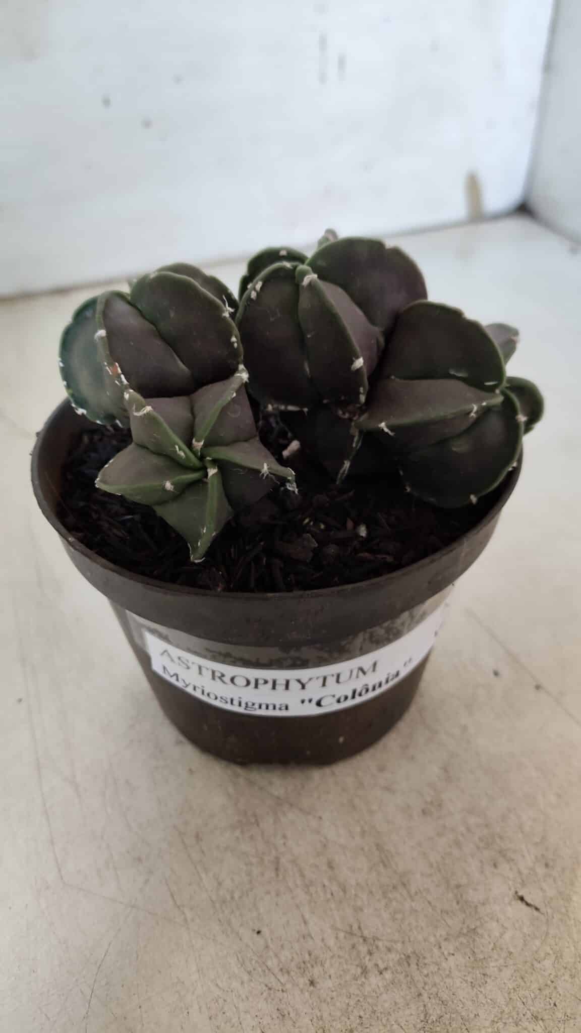 ASTROPHYTUM MYRIOSTIGMA "COLÔNIA"  Nº 936 – vaso 11