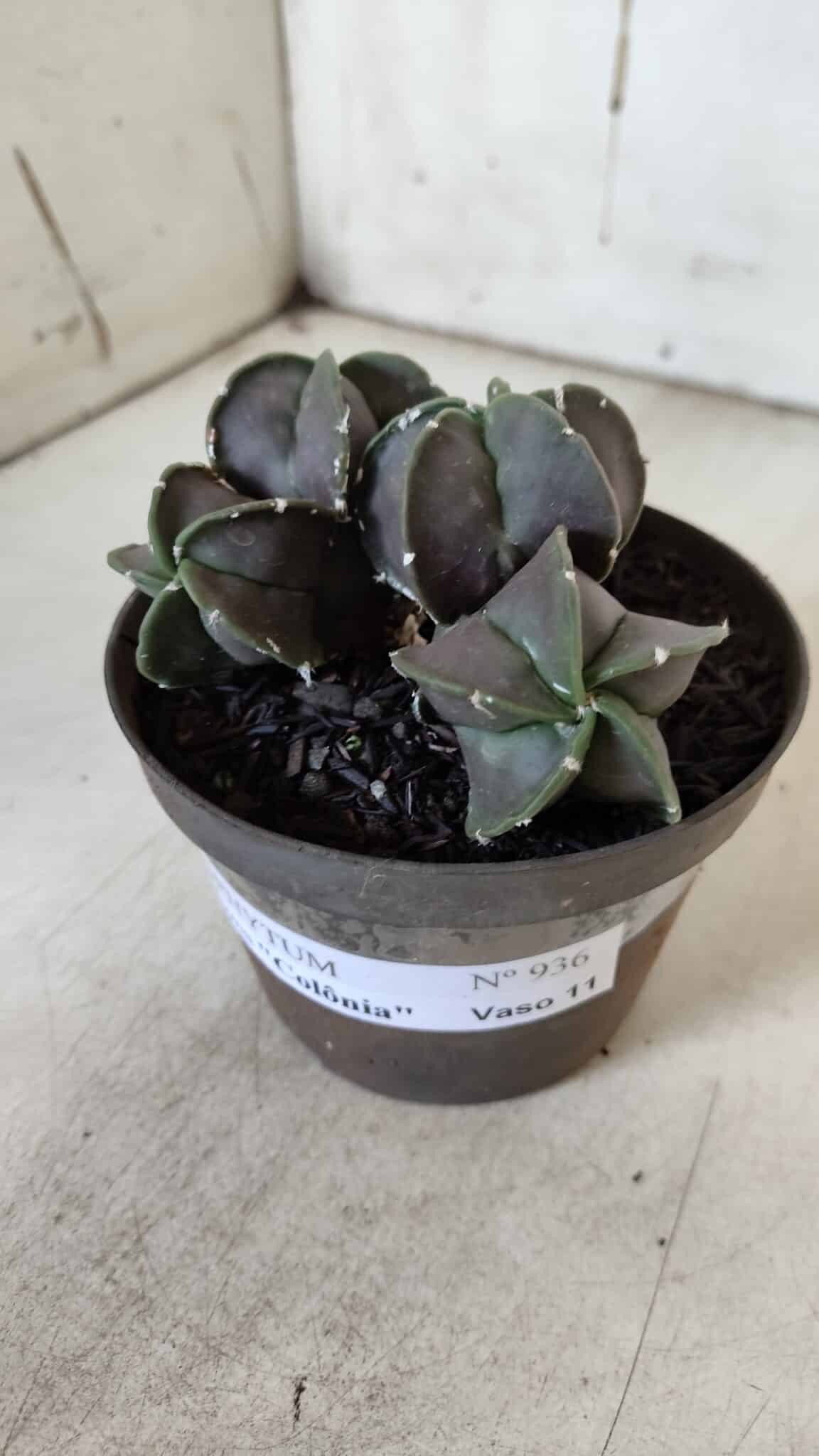 ASTROPHYTUM MYRIOSTIGMA "COLÔNIA"  Nº 936 – vaso 11