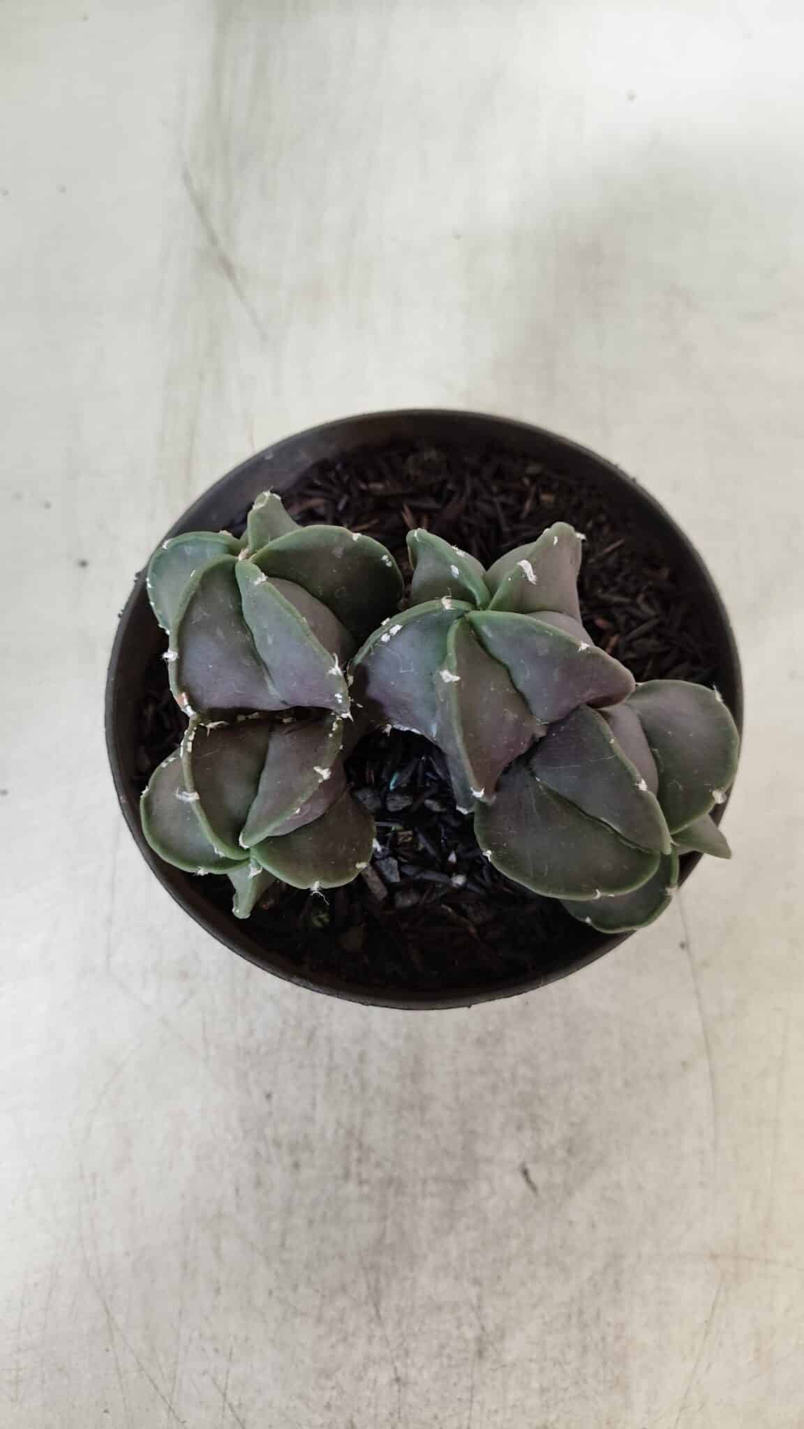 ASTROPHYTUM MYRIOSTIGMA "COLÔNIA"  Nº 936 – vaso 11