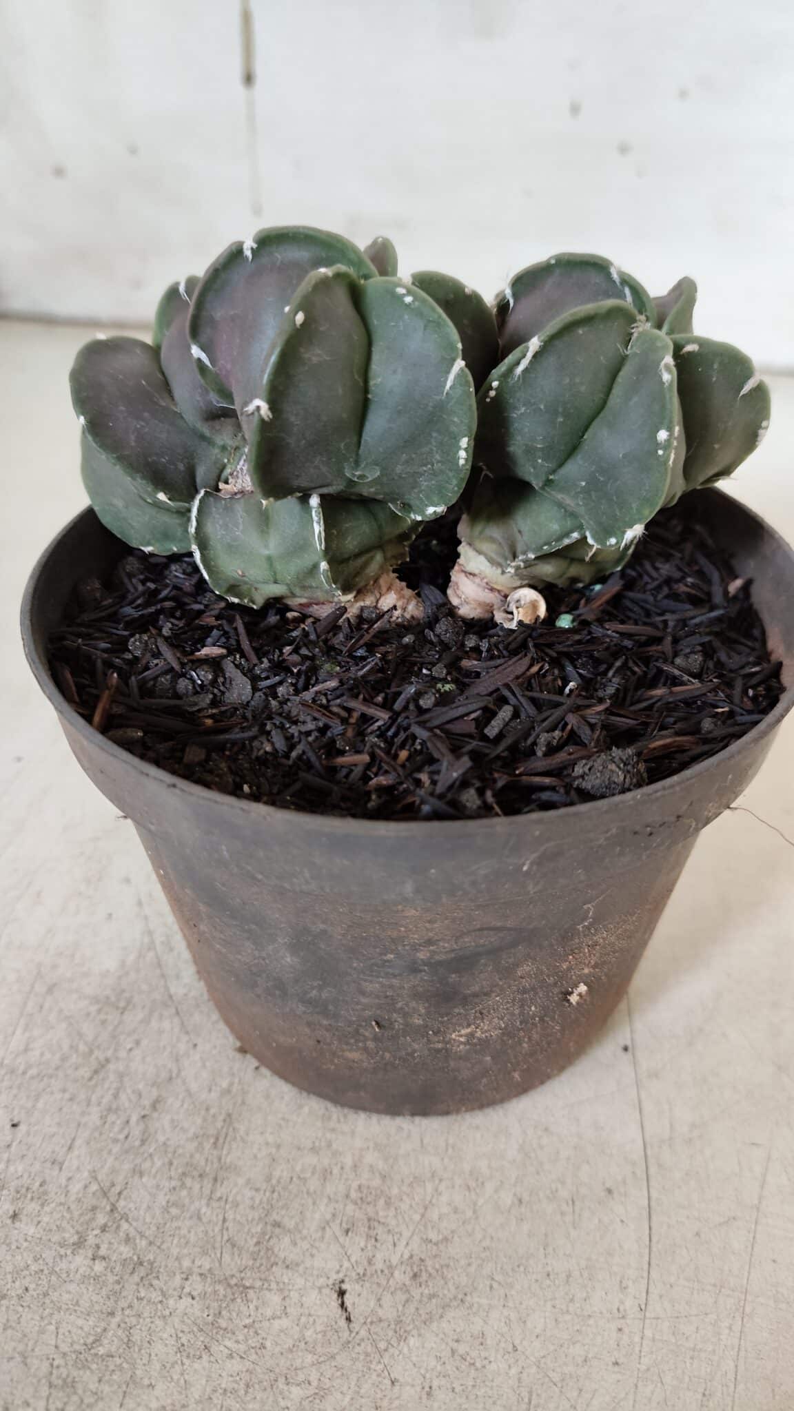 ASTROPHYTUM MYRIOSTIGMA "COLÔNIA"  Nº 936 – vaso 11