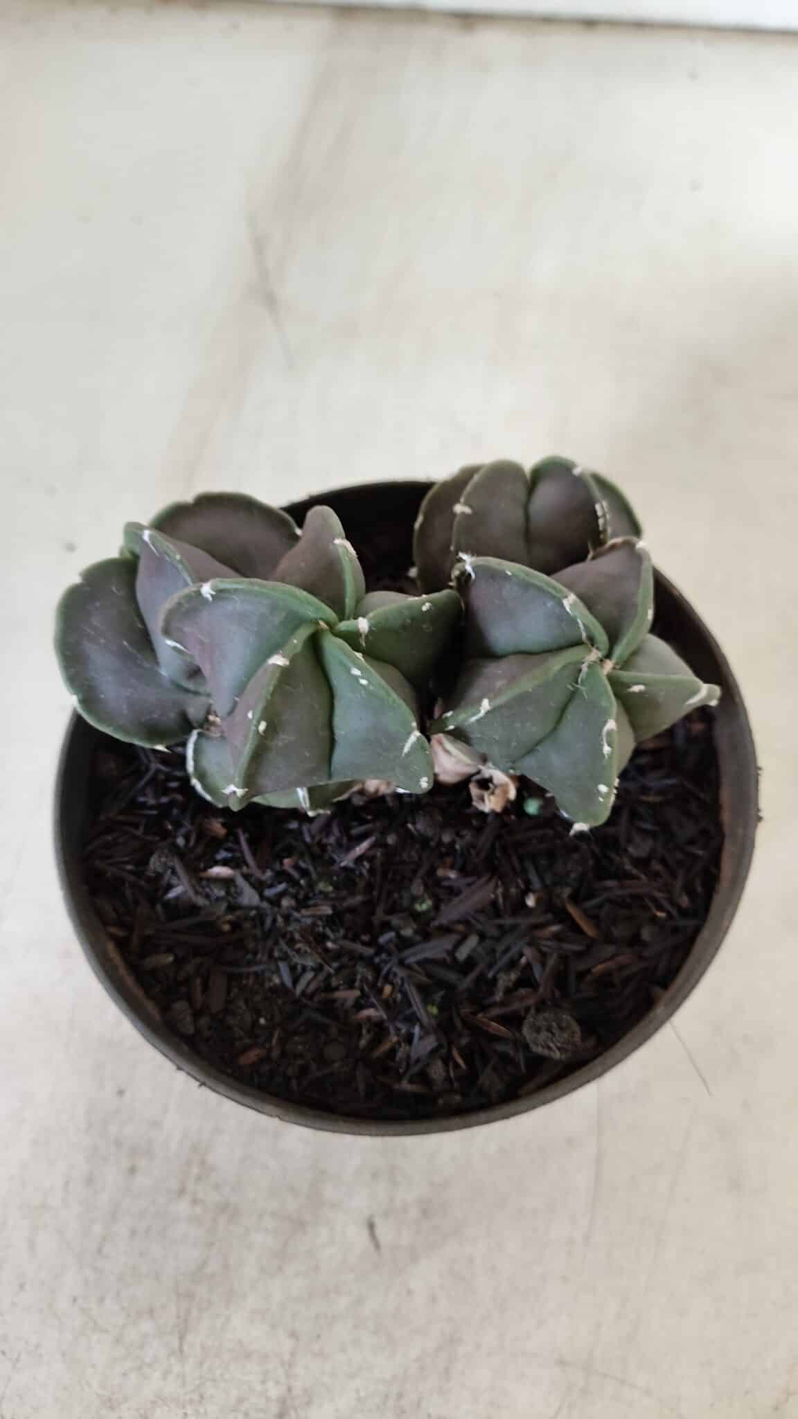 ASTROPHYTUM MYRIOSTIGMA "COLÔNIA"  Nº 936 – vaso 11