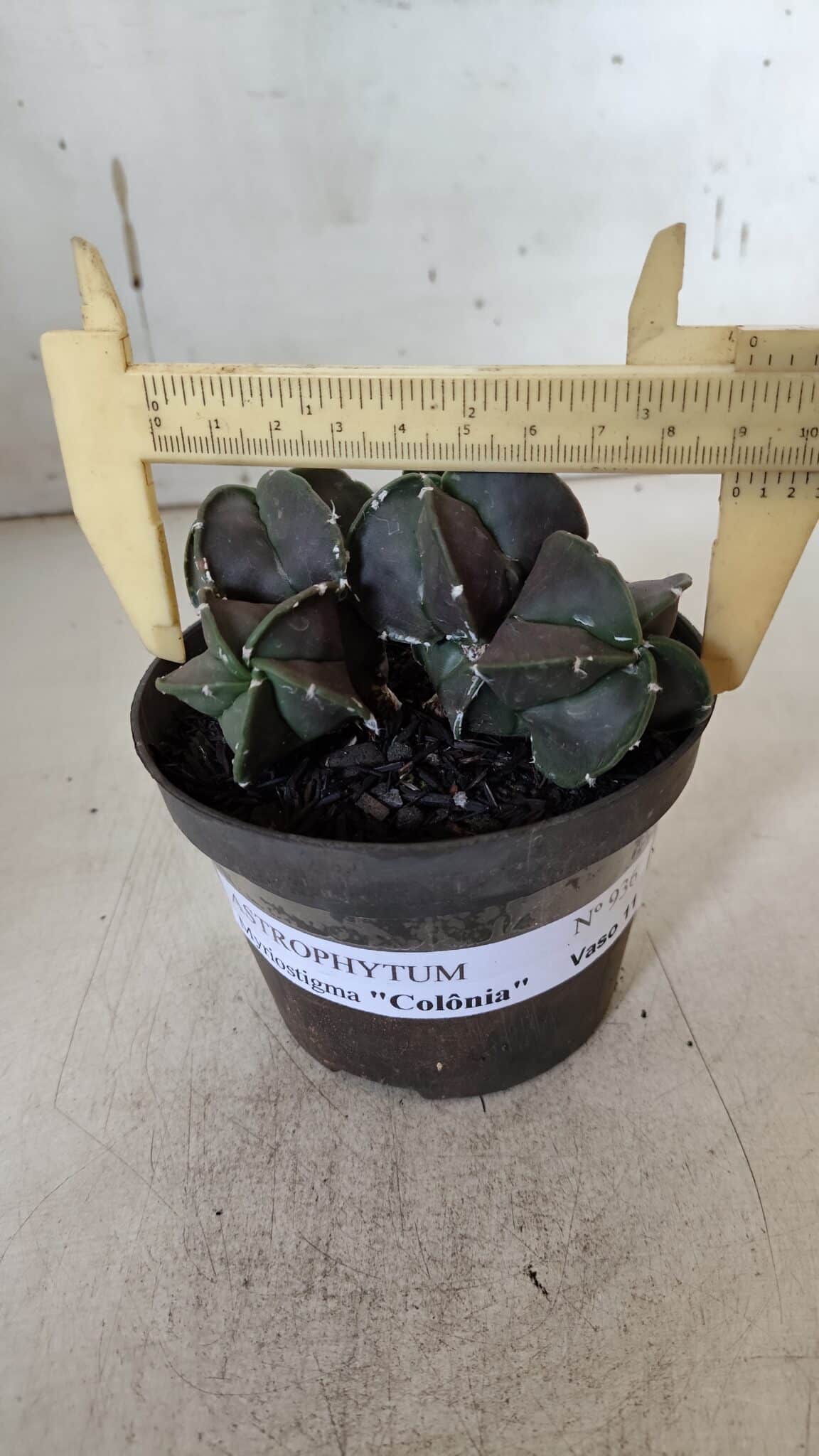 ASTROPHYTUM MYRIOSTIGMA "COLÔNIA"  Nº 936 – vaso 11